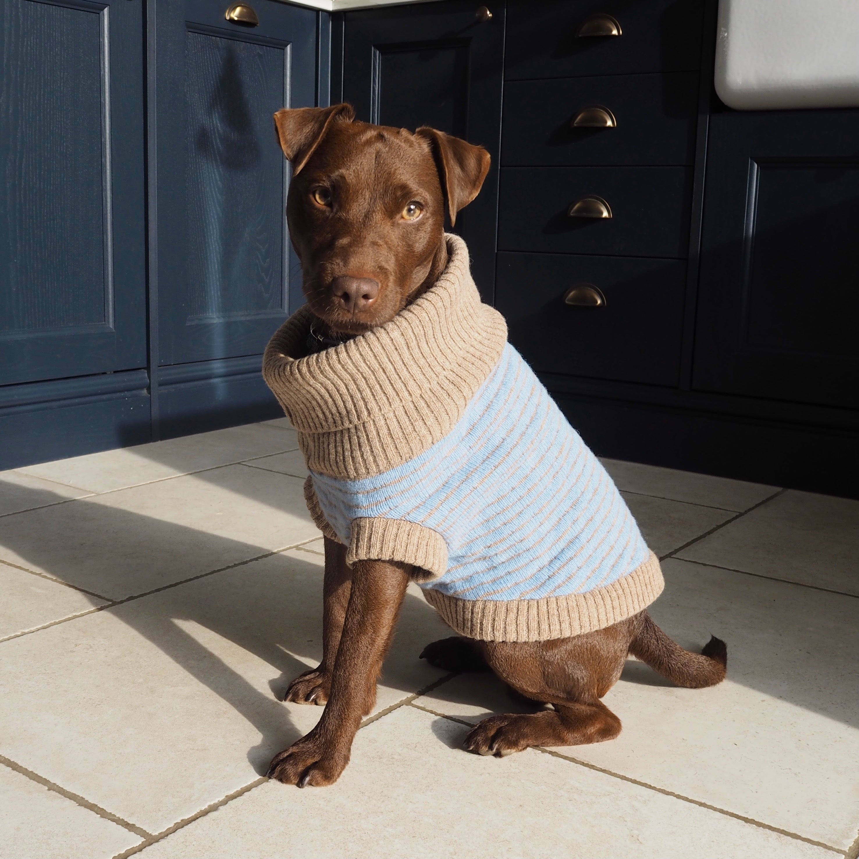 patterdale in a light blue jumper