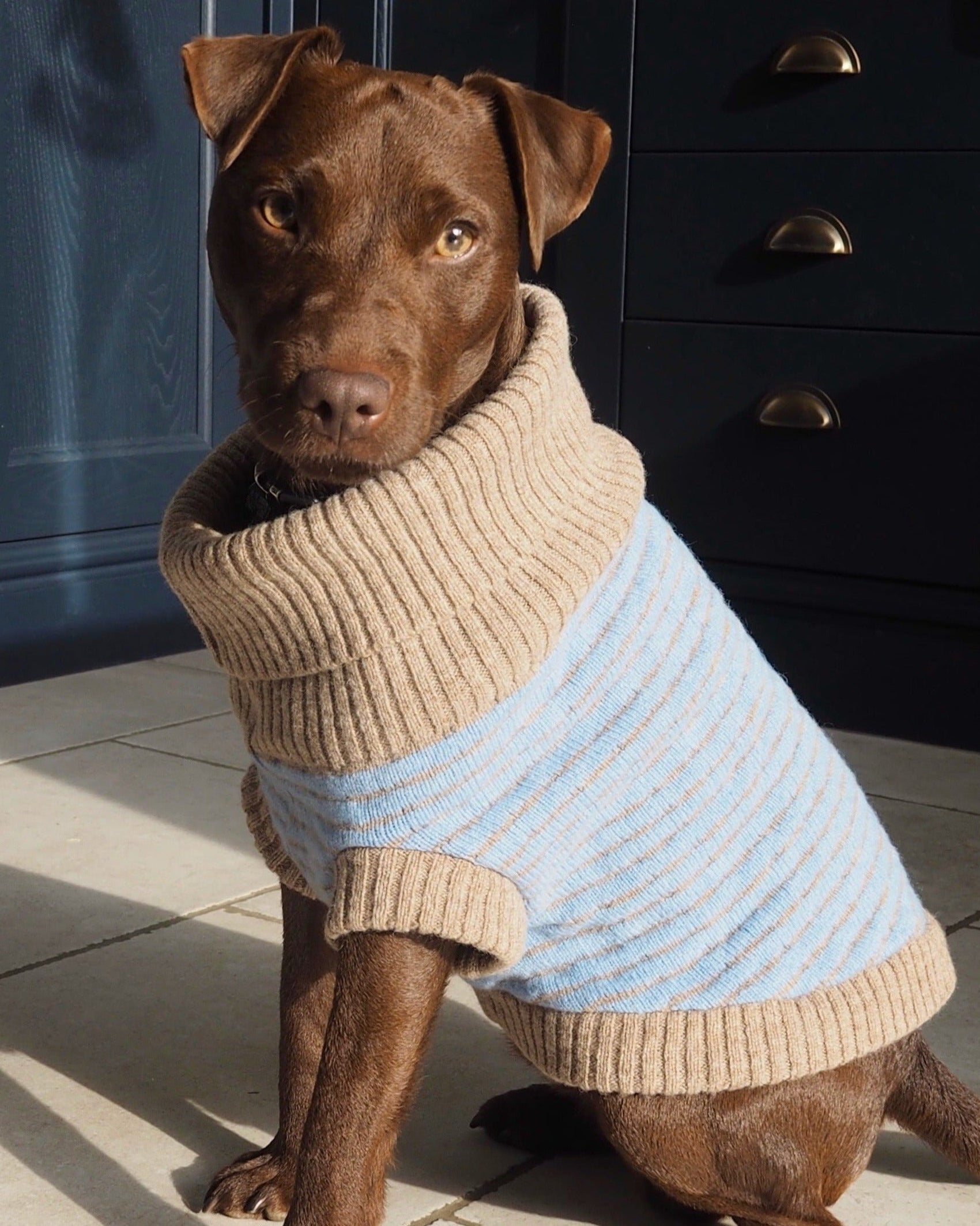 stripe blue dog jumper