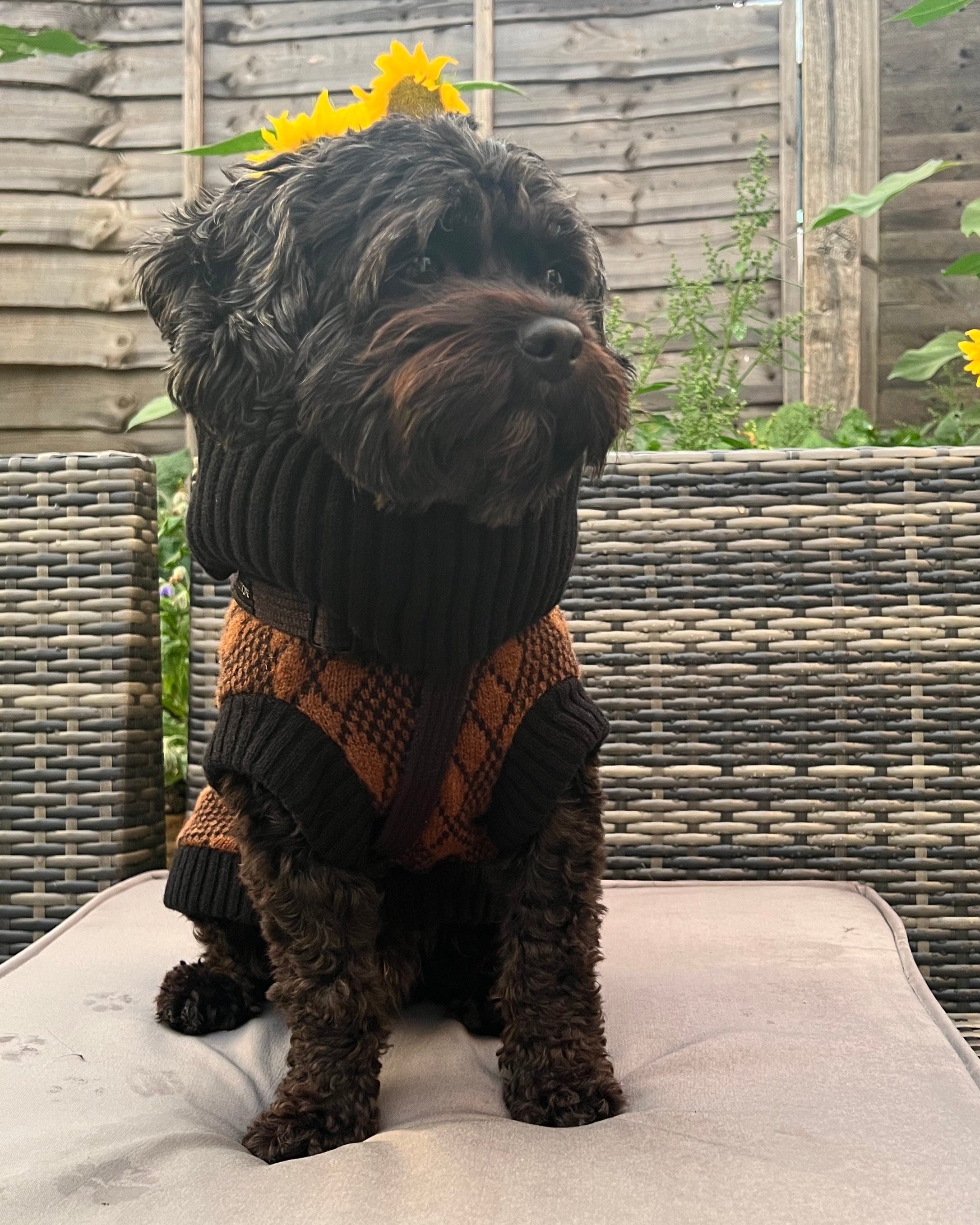black dog in a dog jumper