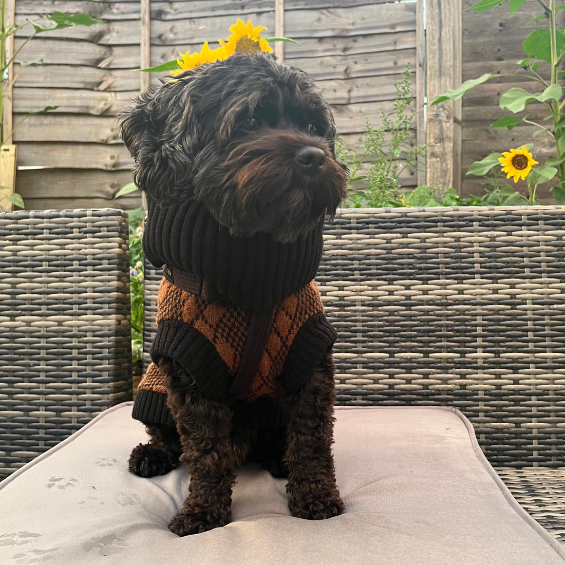 small black dog in a black and brown knitted dog jumper