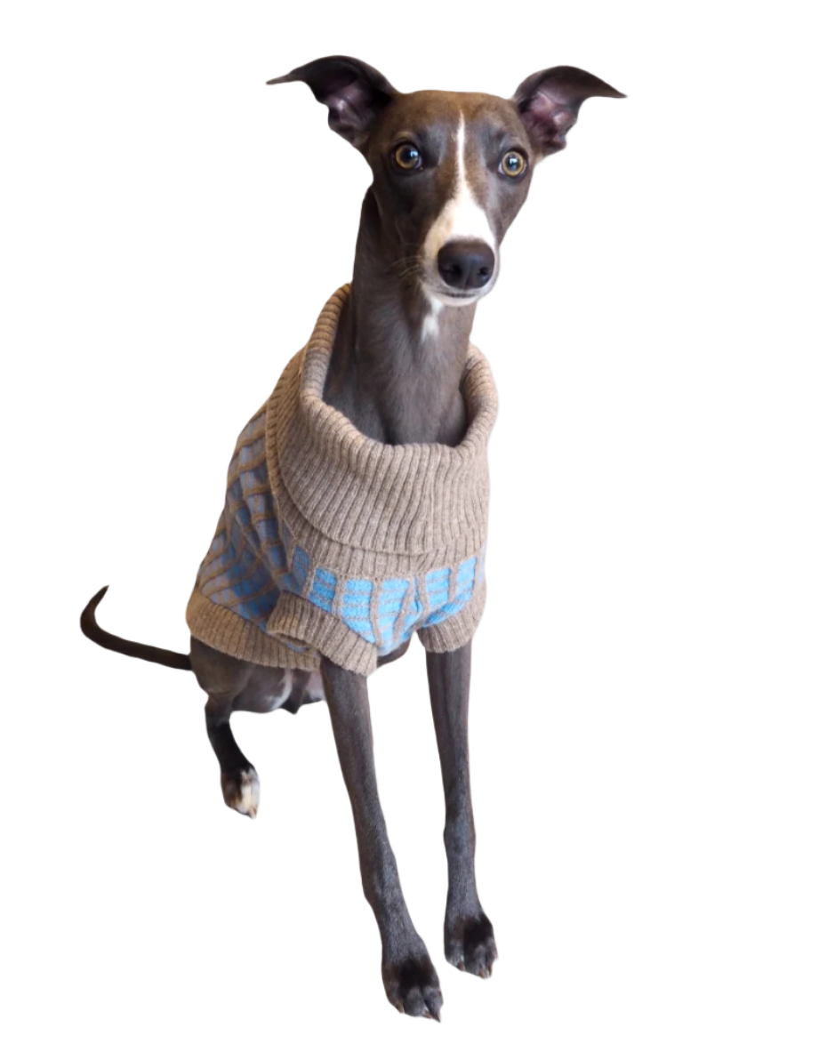 light blue dog jumper