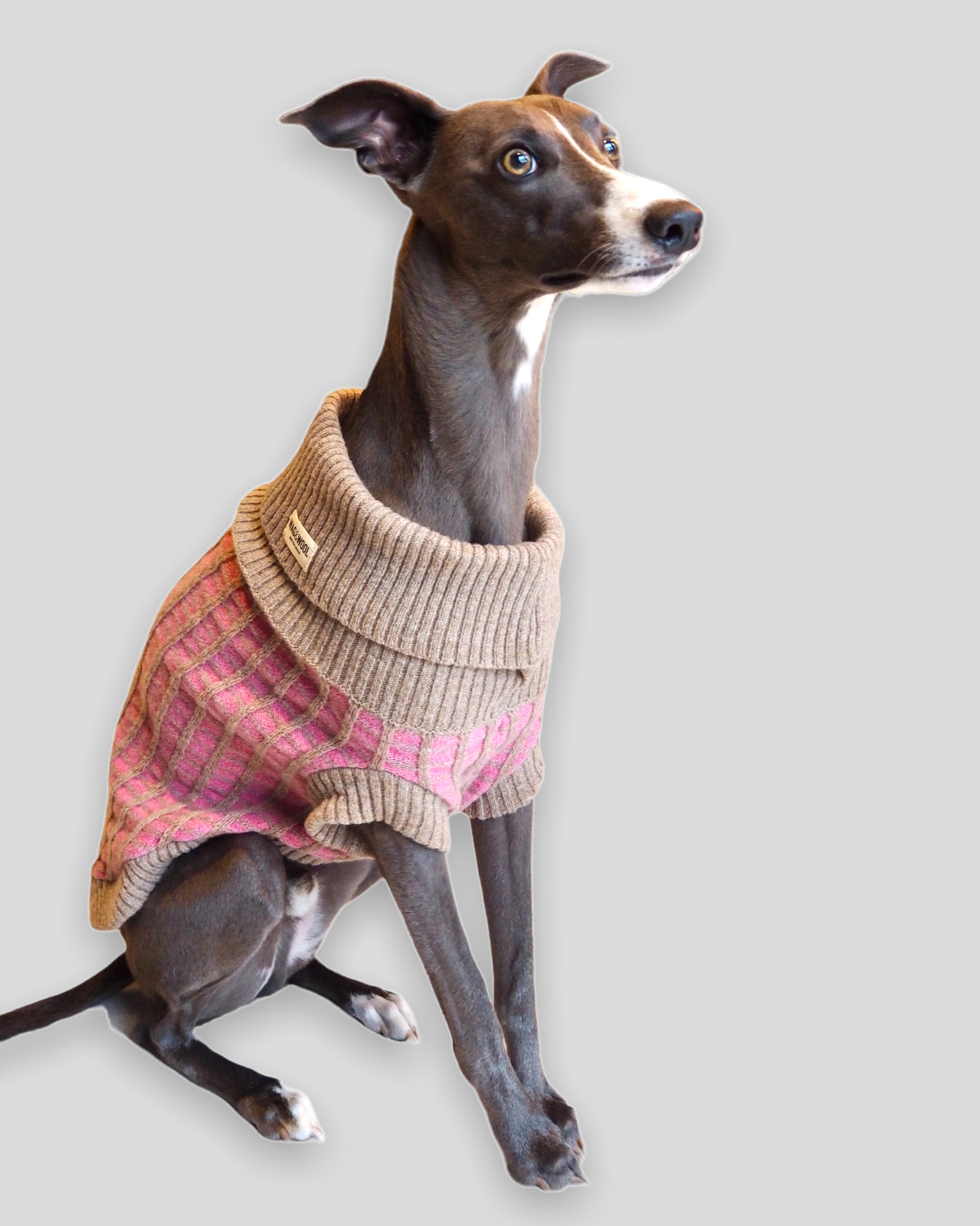 whippet in a pink dog jumper