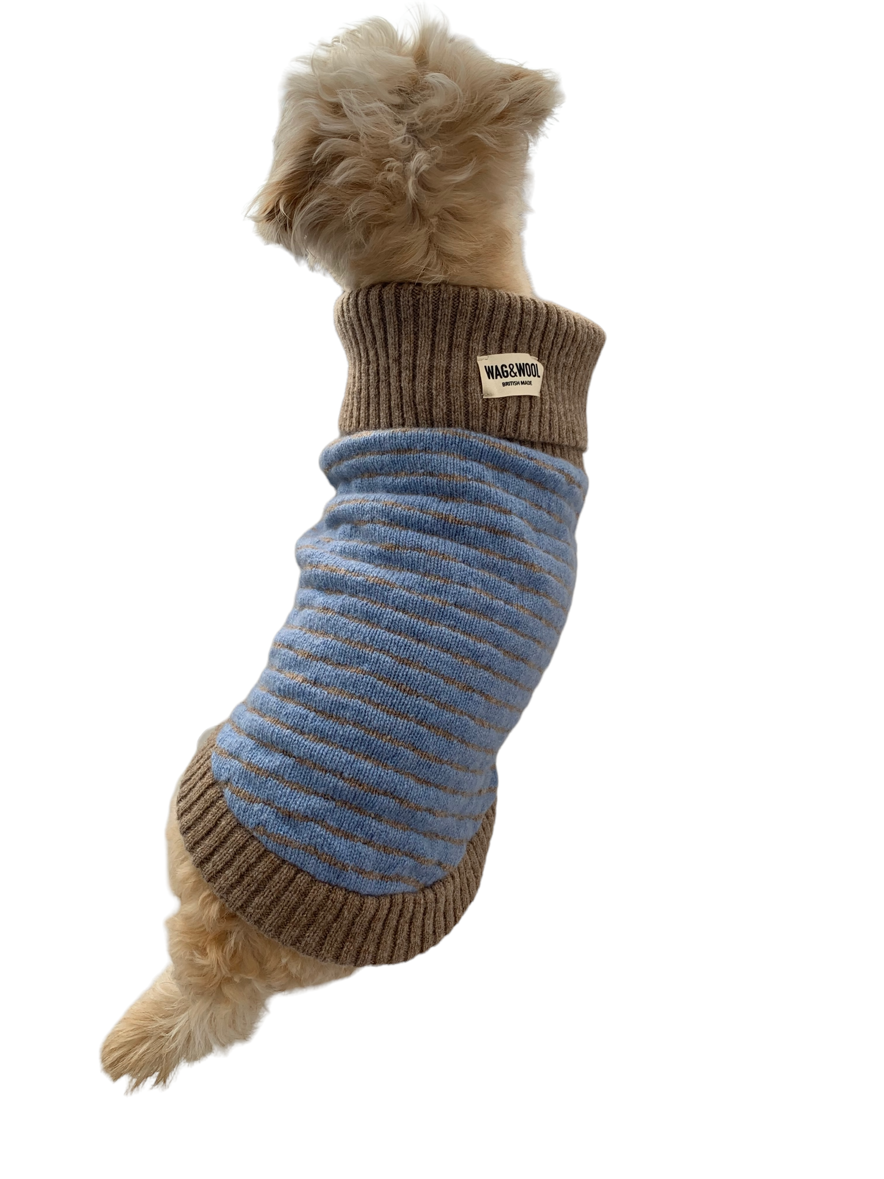 puppy in a blue jumper