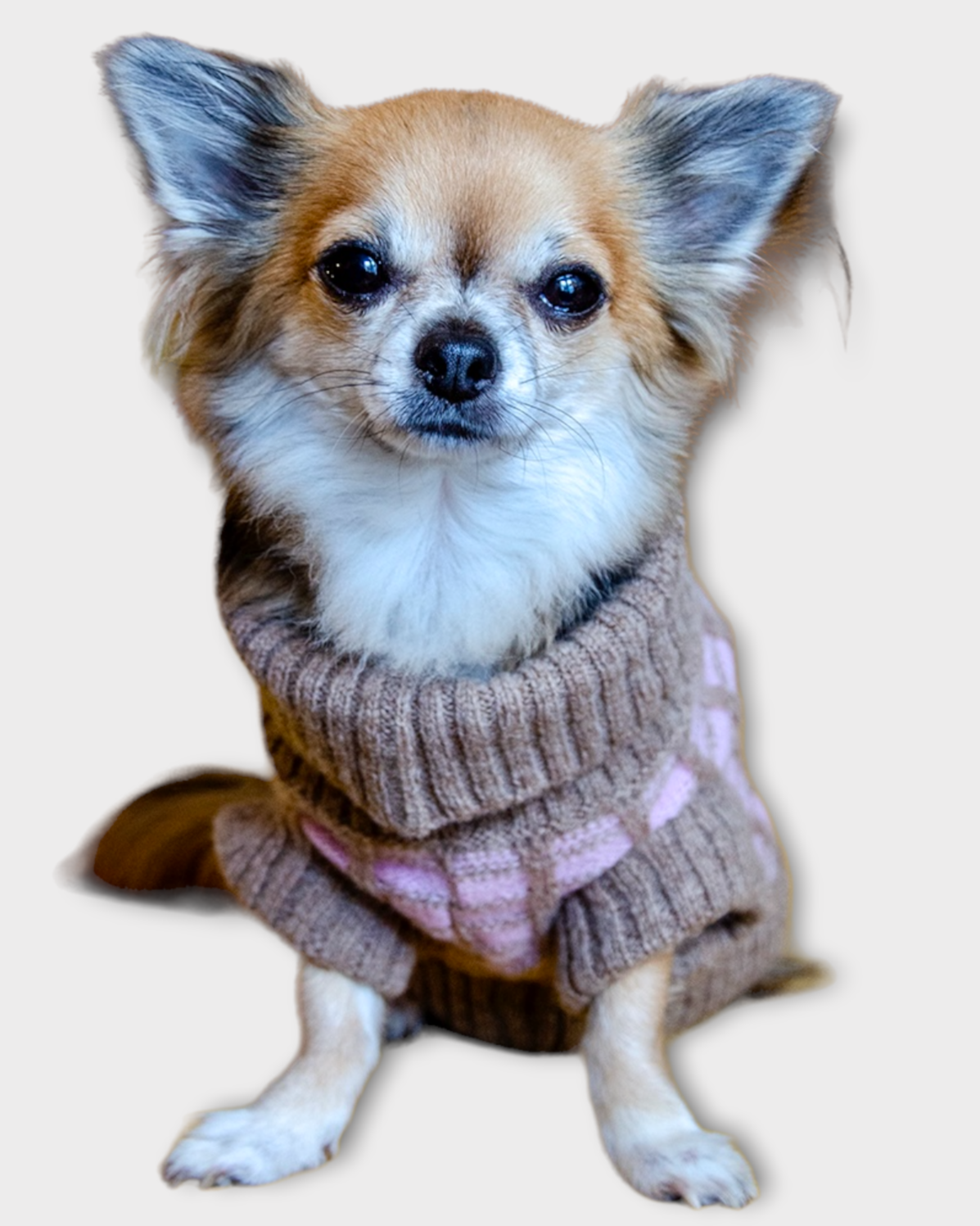 pink puppy jumper