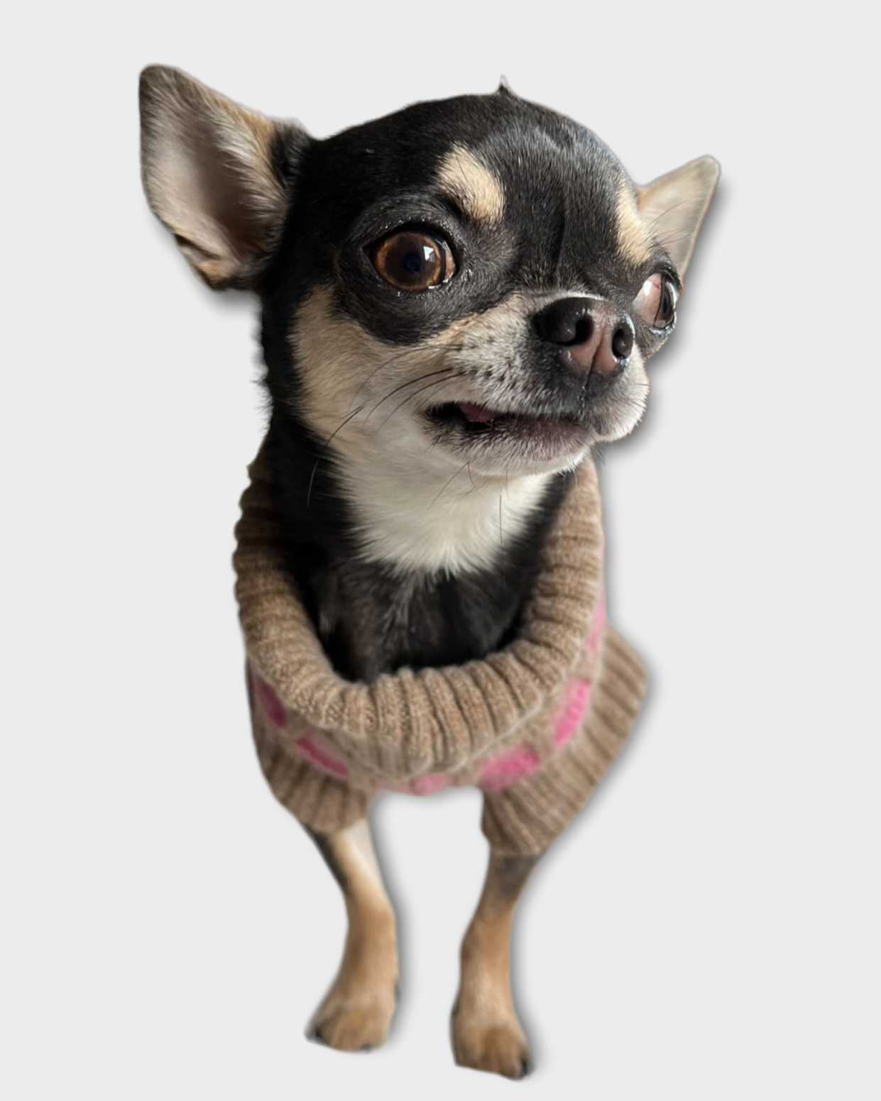 Chihuahua in a pink jumper