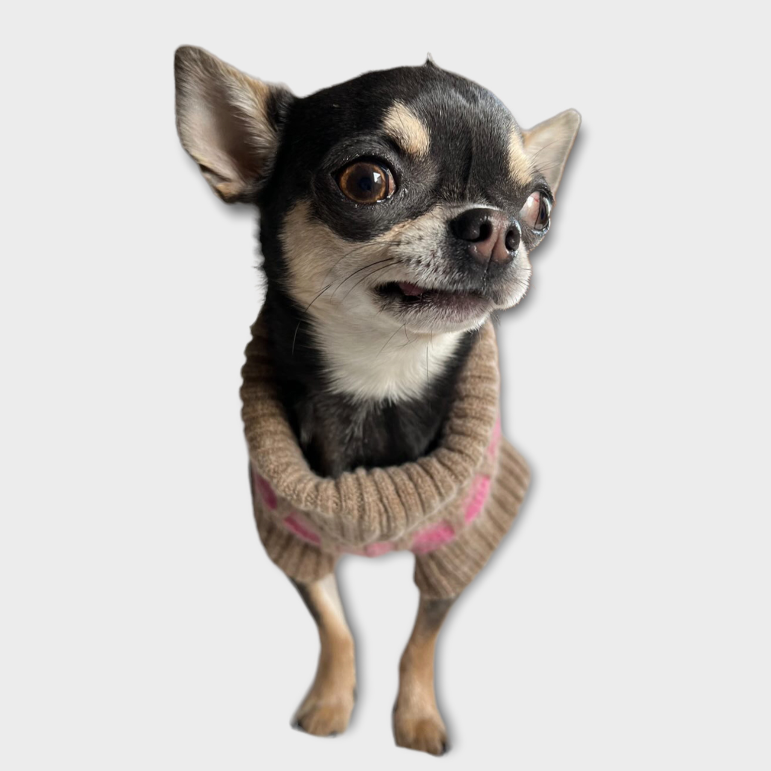 Chihuahua in a pink jumper