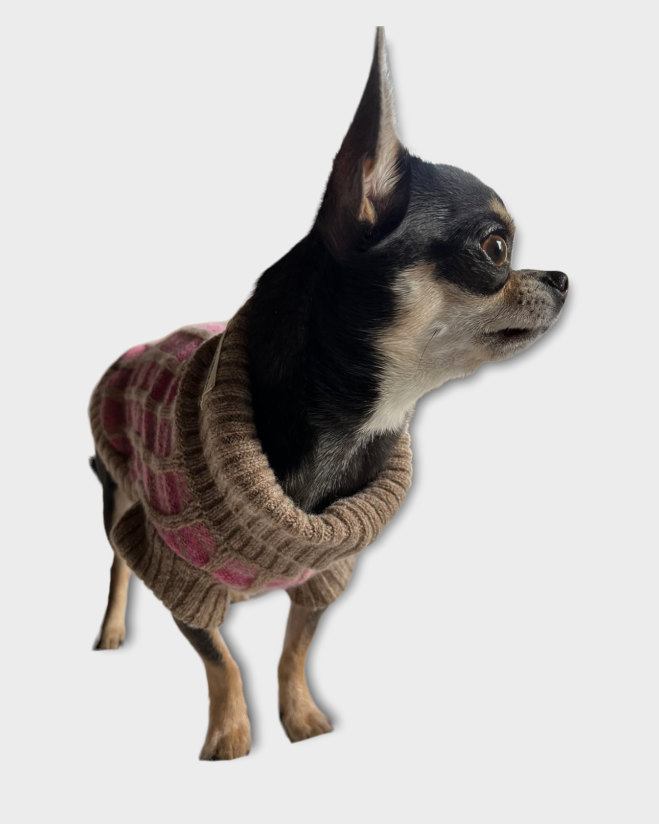 side view of chihuahua in pink jumper