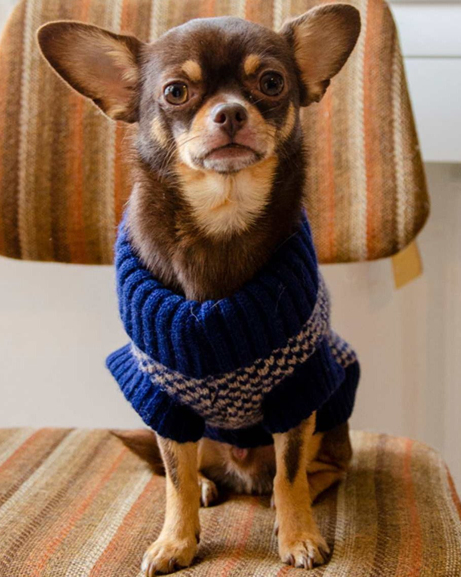 Chihuahua in a navy jumper