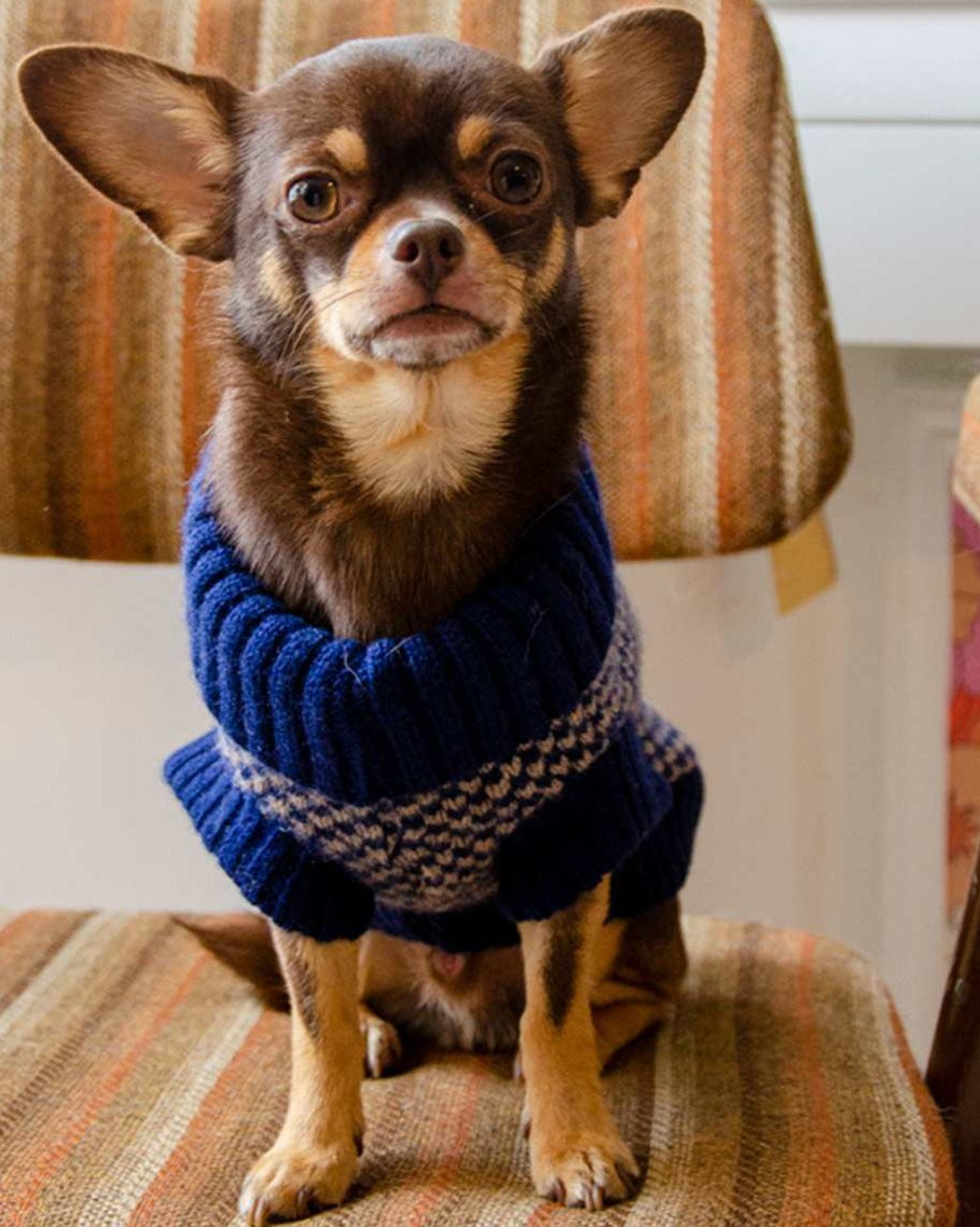 Chihuahua in a navy jumper