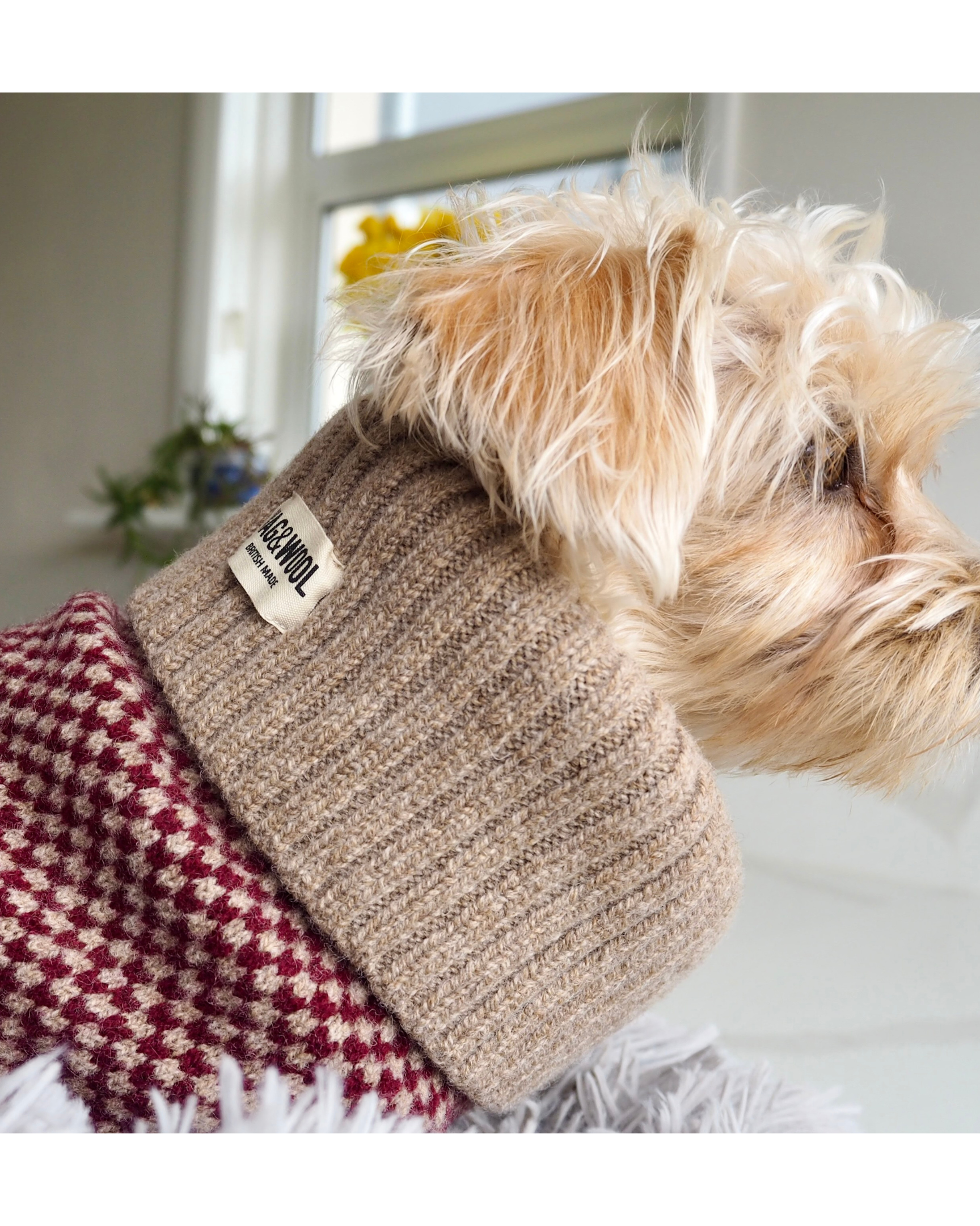 chipoo in a puppy jumper