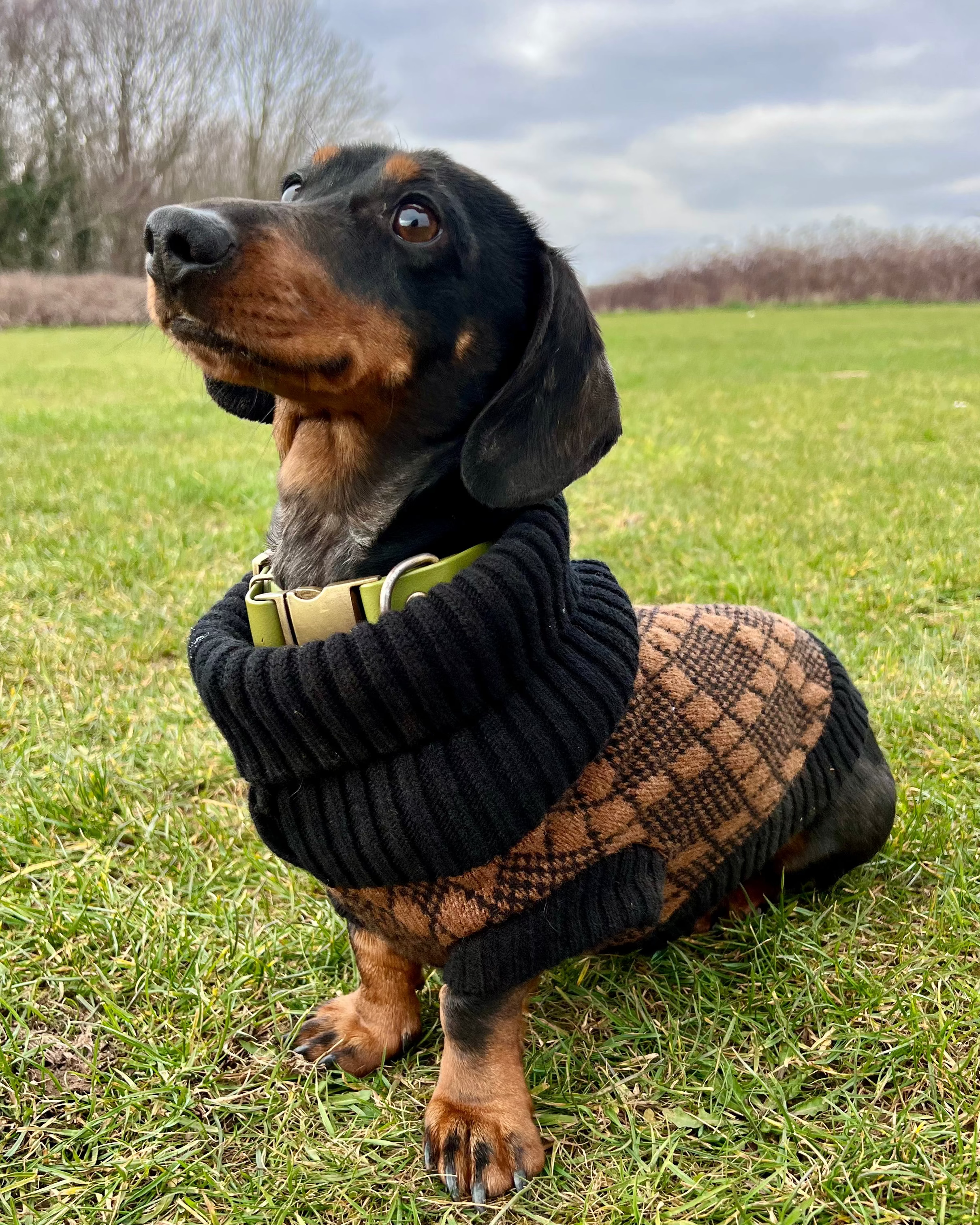 brown argyle dog jumper on a sausage dog