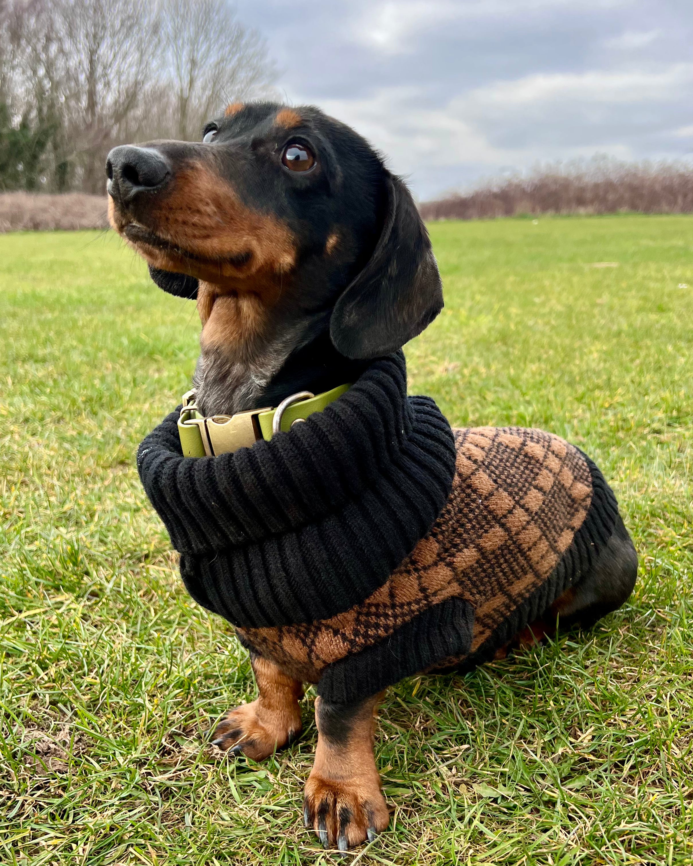 black and brown argyle dog jumper on a daschund