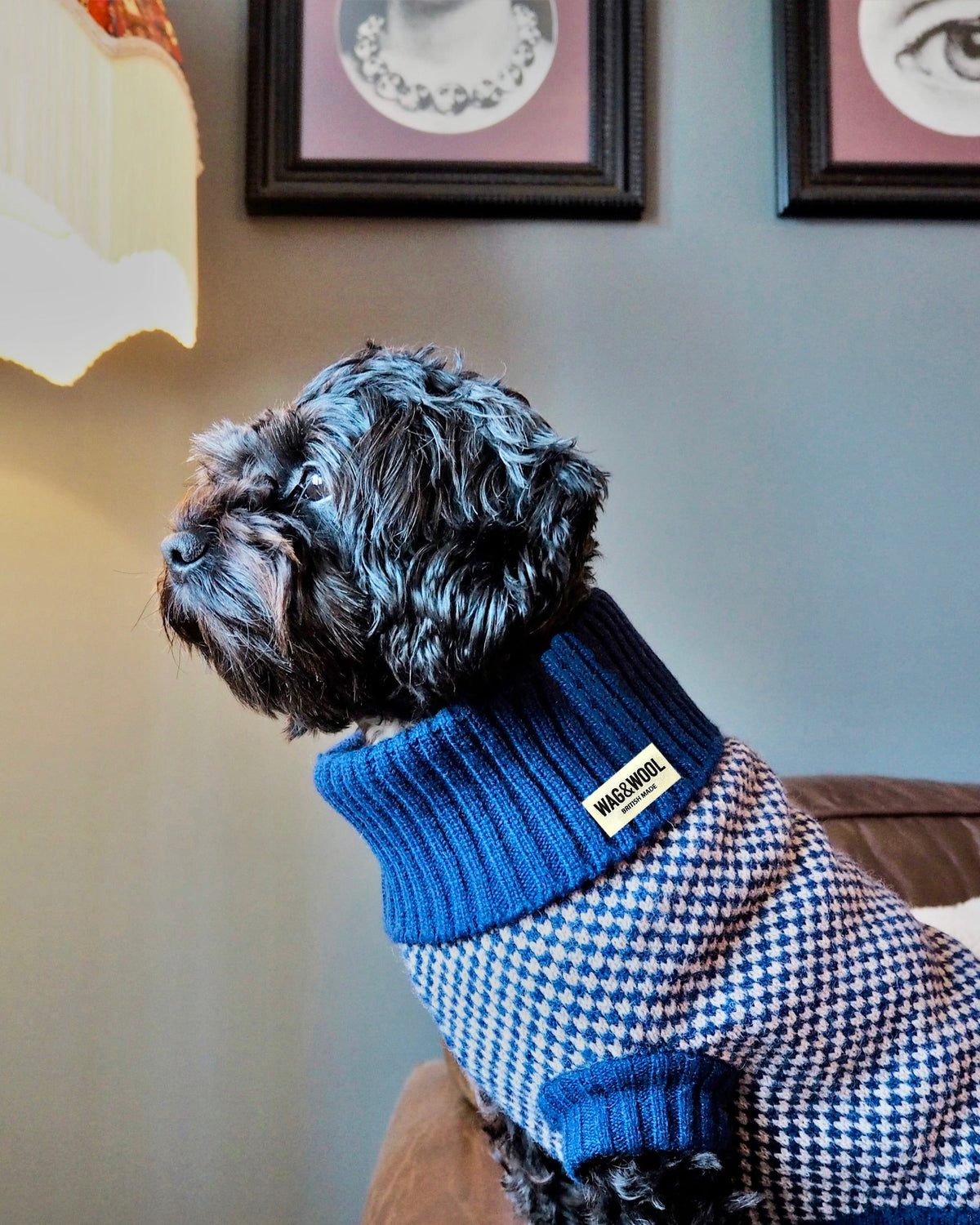 cavapoo in a navy dog jumper
