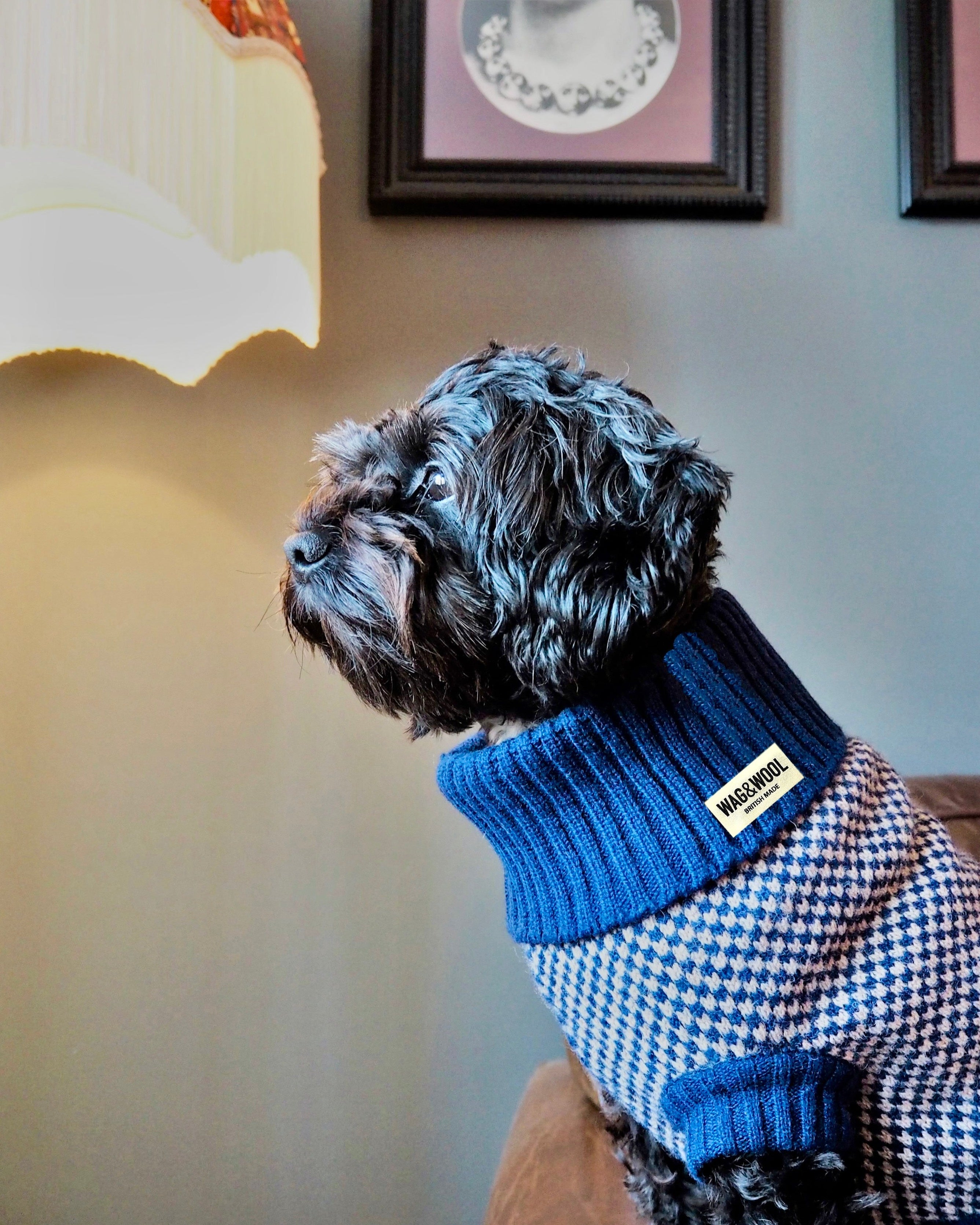 black dog in a navy jumper