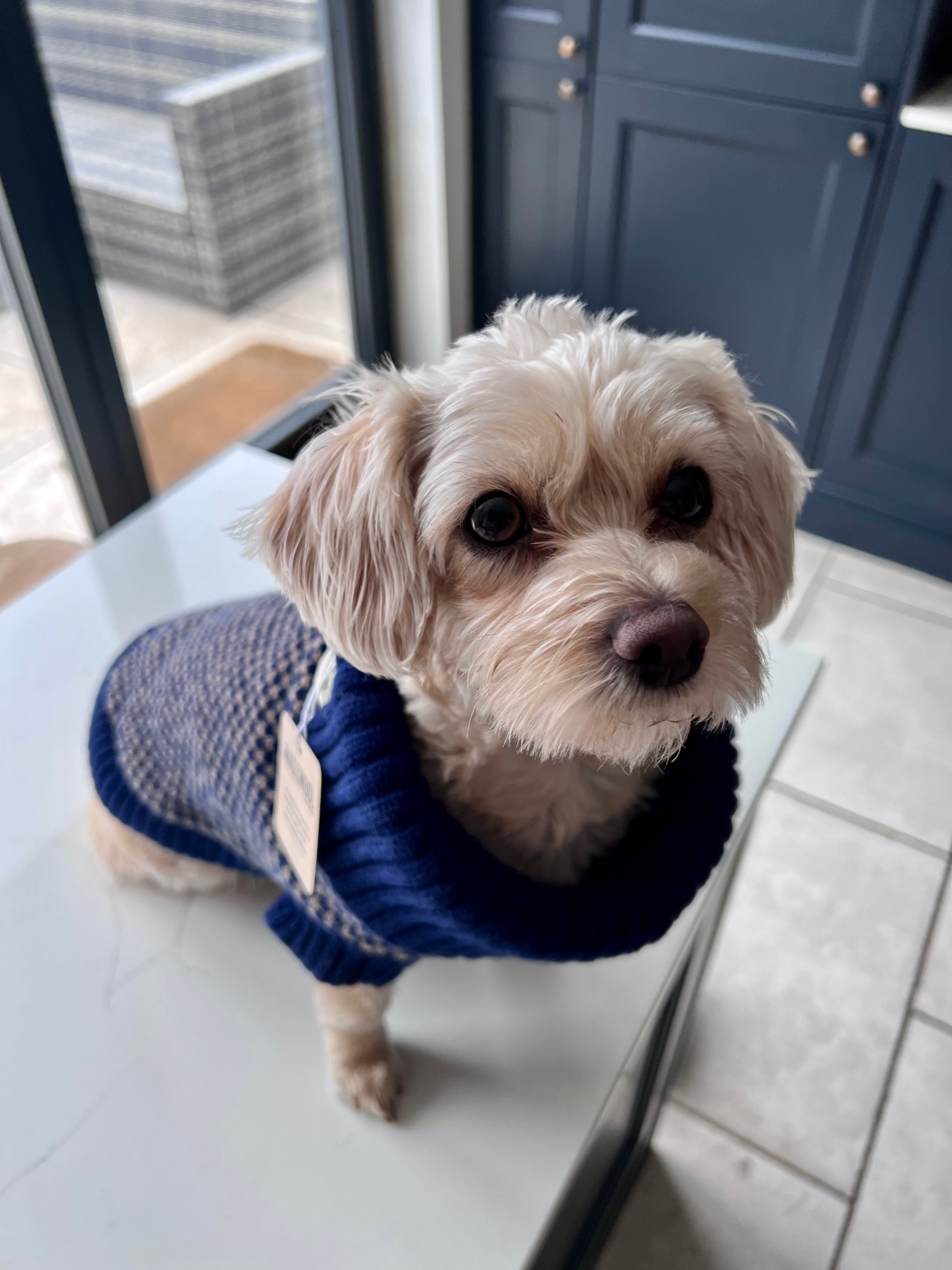 should dogs wear jumpers