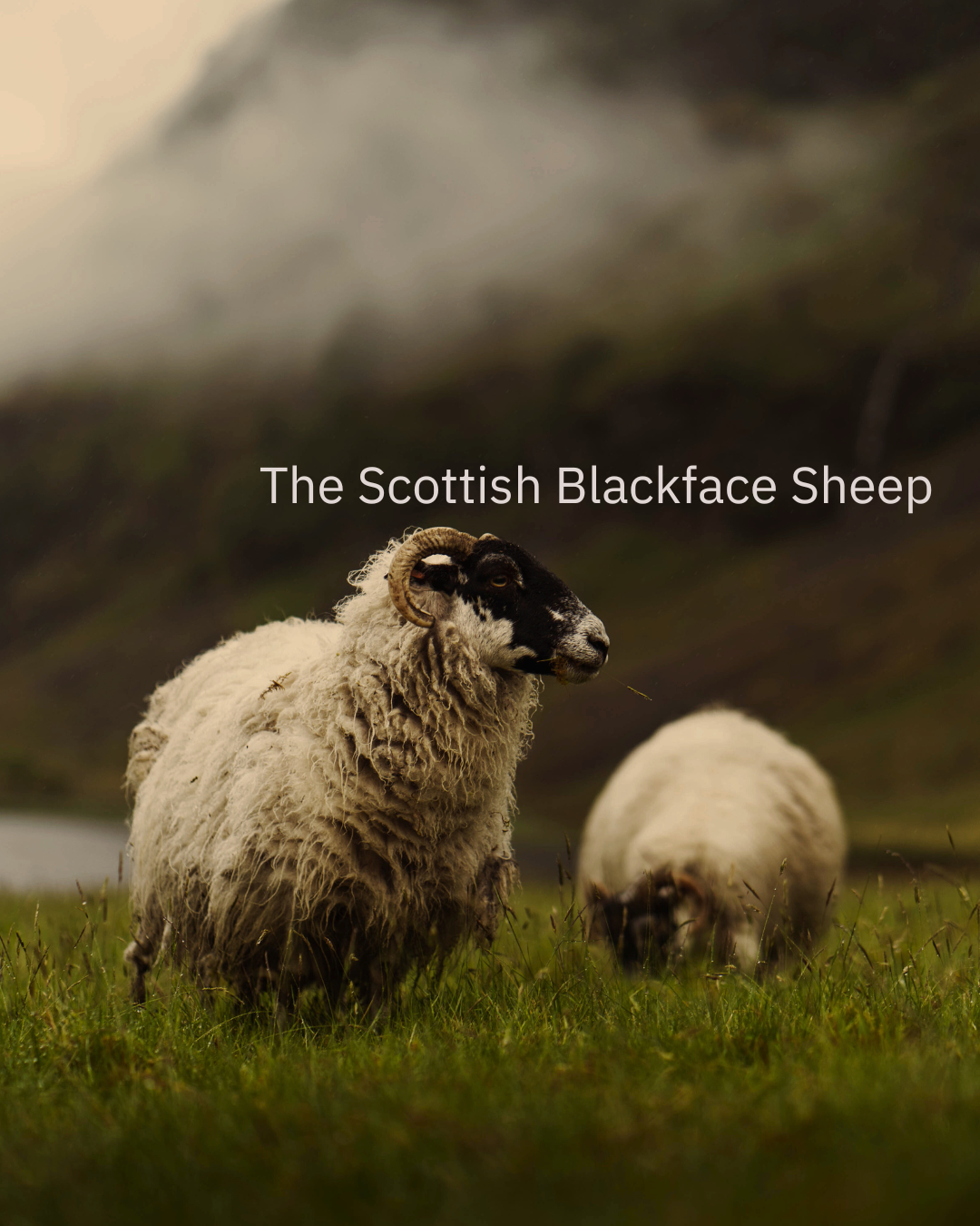 Stories Woven in Wool