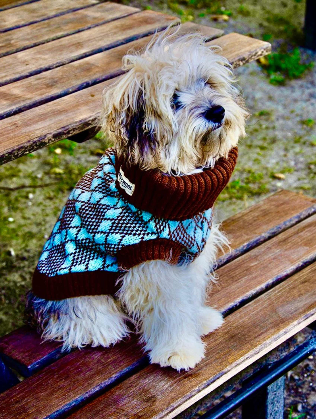 Do Dog Jumpers Keep Dogs Warm? Debunking the Myth WAG&WOOL™