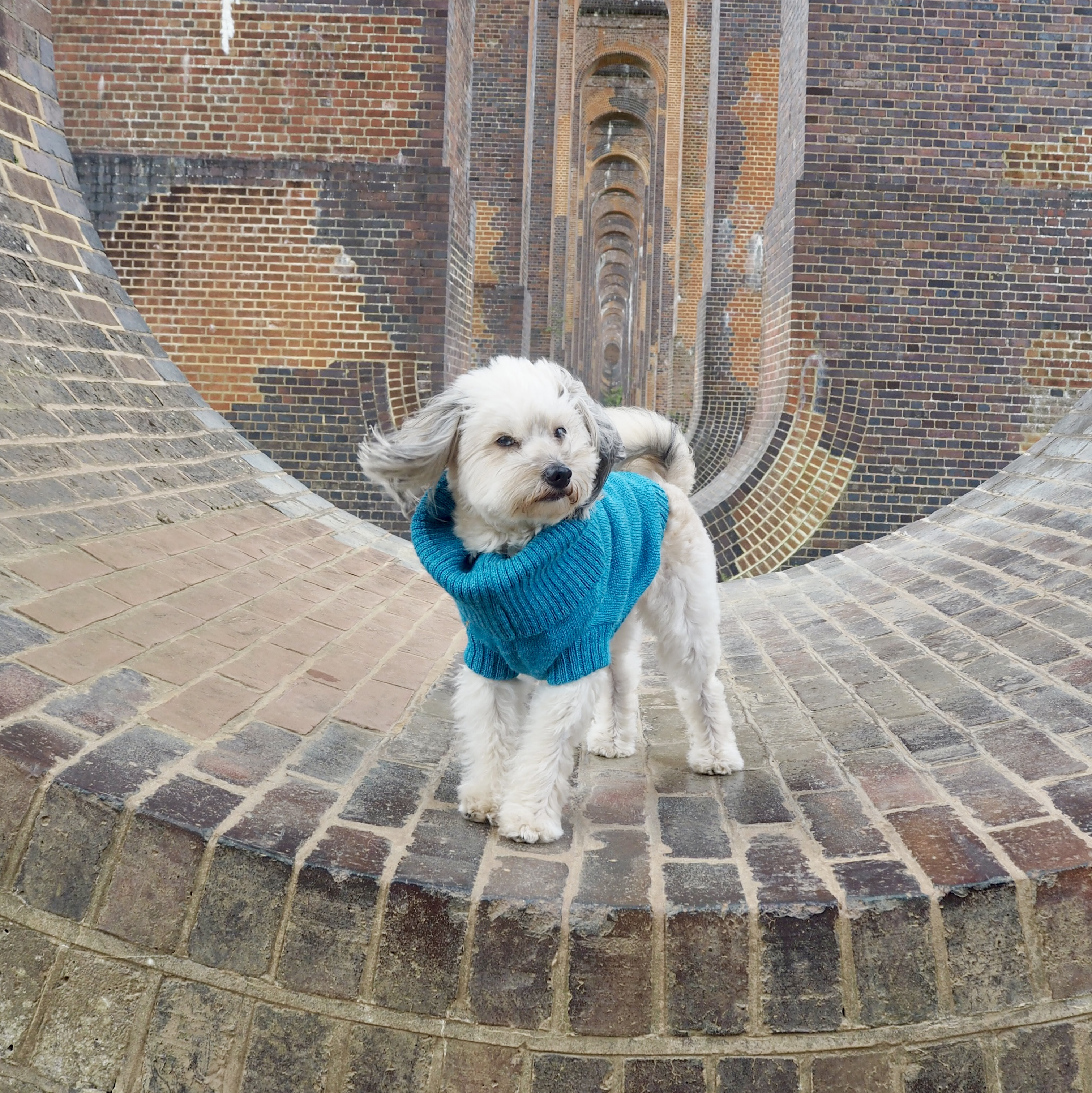 British Wool Dog Jumper