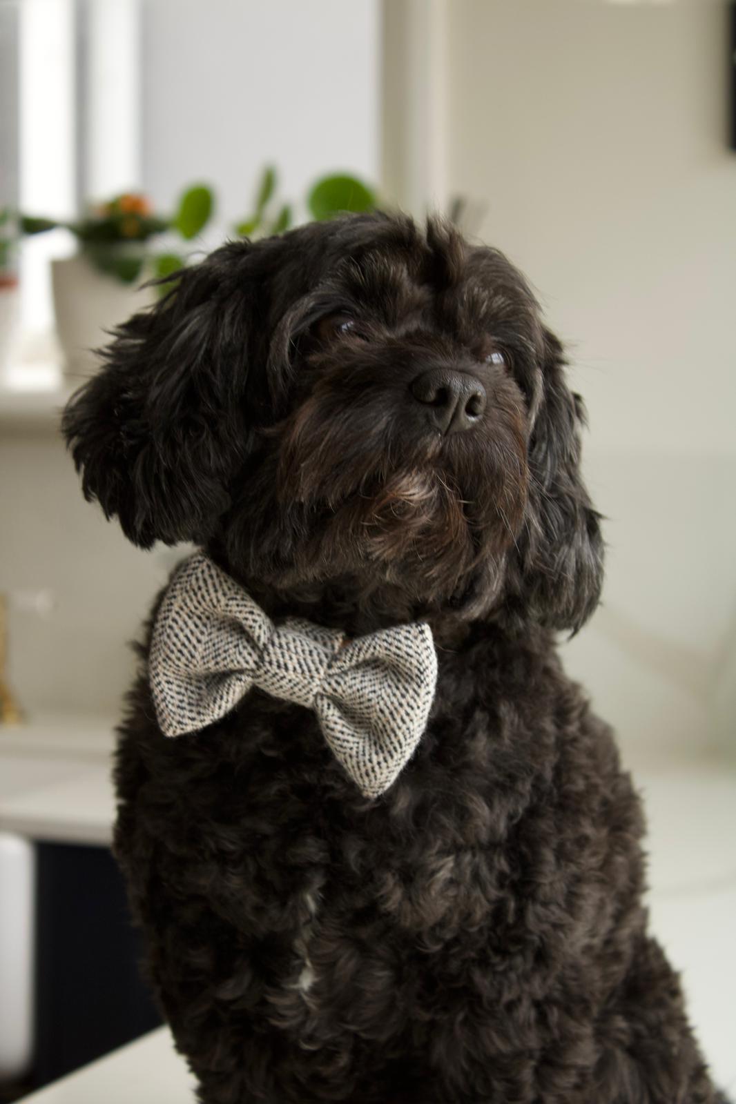 Dog Bow Ties