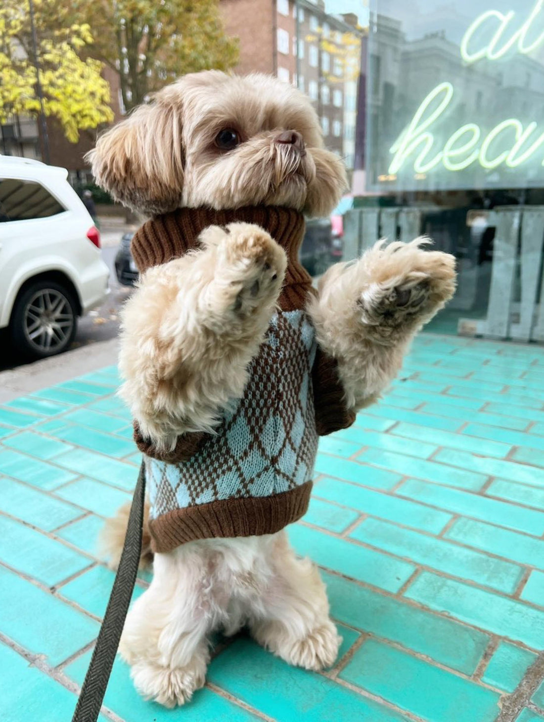 dog jumpers uk