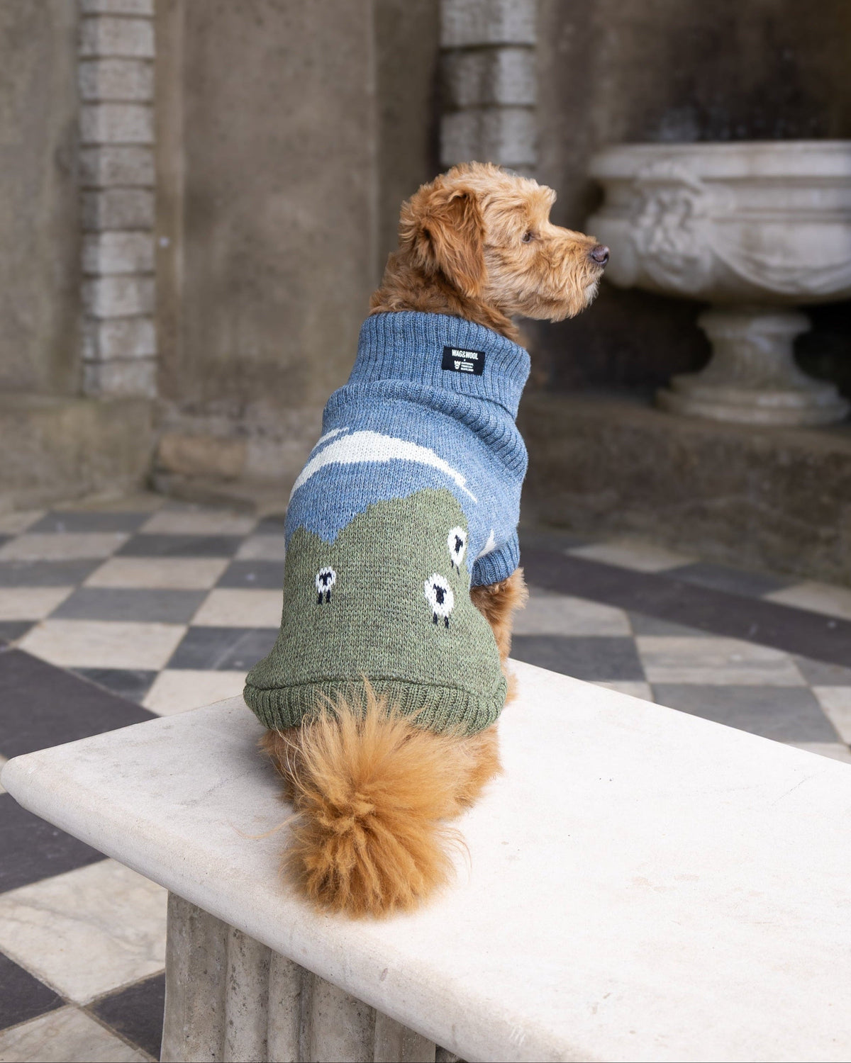 A small dog sits on a stone bench in a historic stone courtyard, wearing a knitted pet sweater 