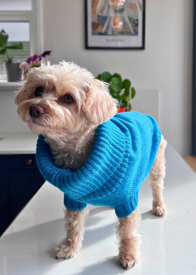 knitted dog jumper in cerulean blue