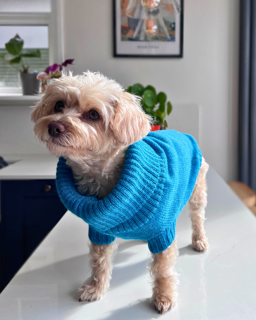 knitted dog jumper in cerulean blue