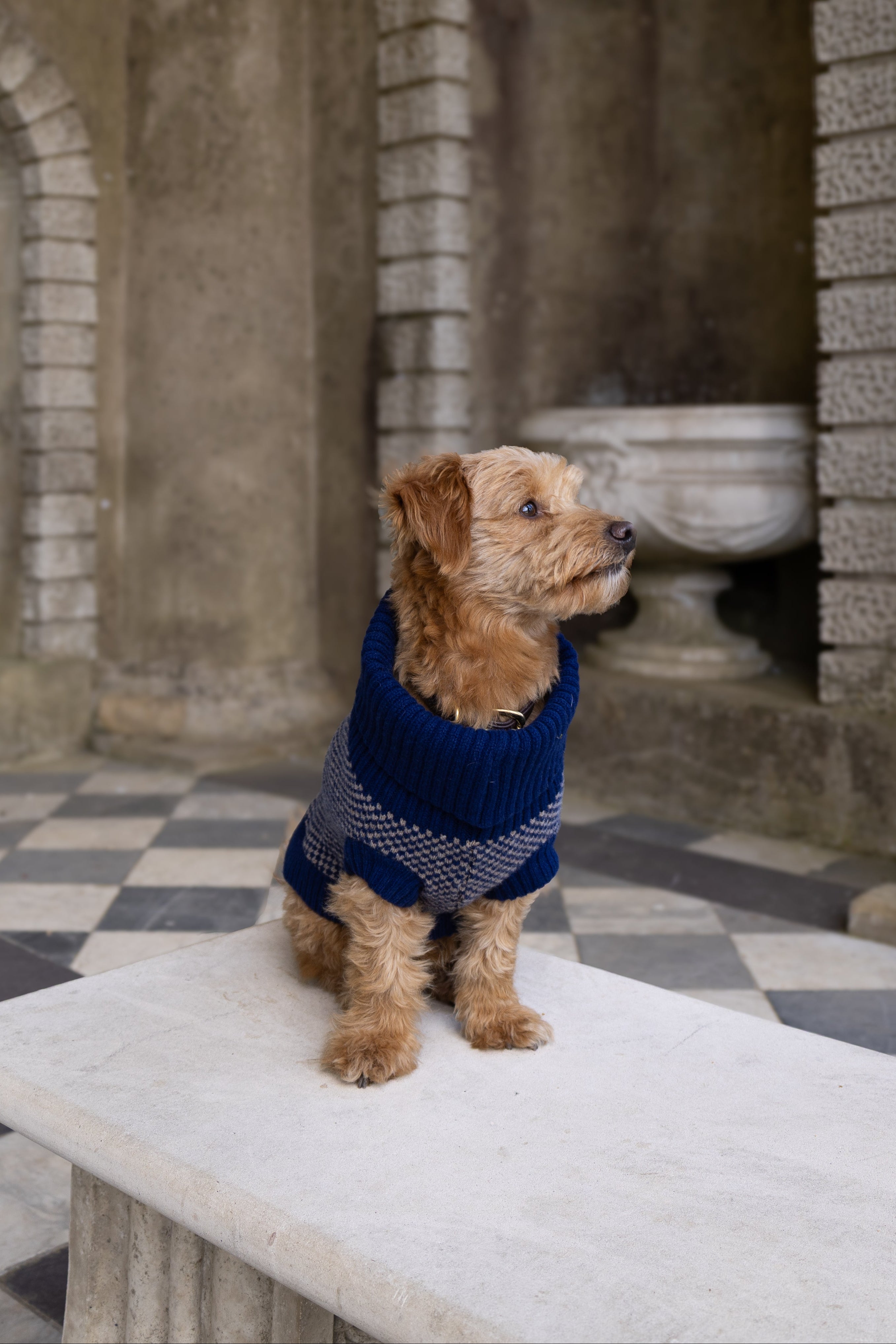 A small brown terrier dog wearing a navy blue knit sweater with a gray patterned trim, sitting on a white stone bench in an ancient stone courtyard with arches and a checkered floor.