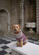 A small tan dog wearing a burgundy knitted sweater sits on a white stone bench in an outdoor courtyard with arches and a black-and-white checkered floor.