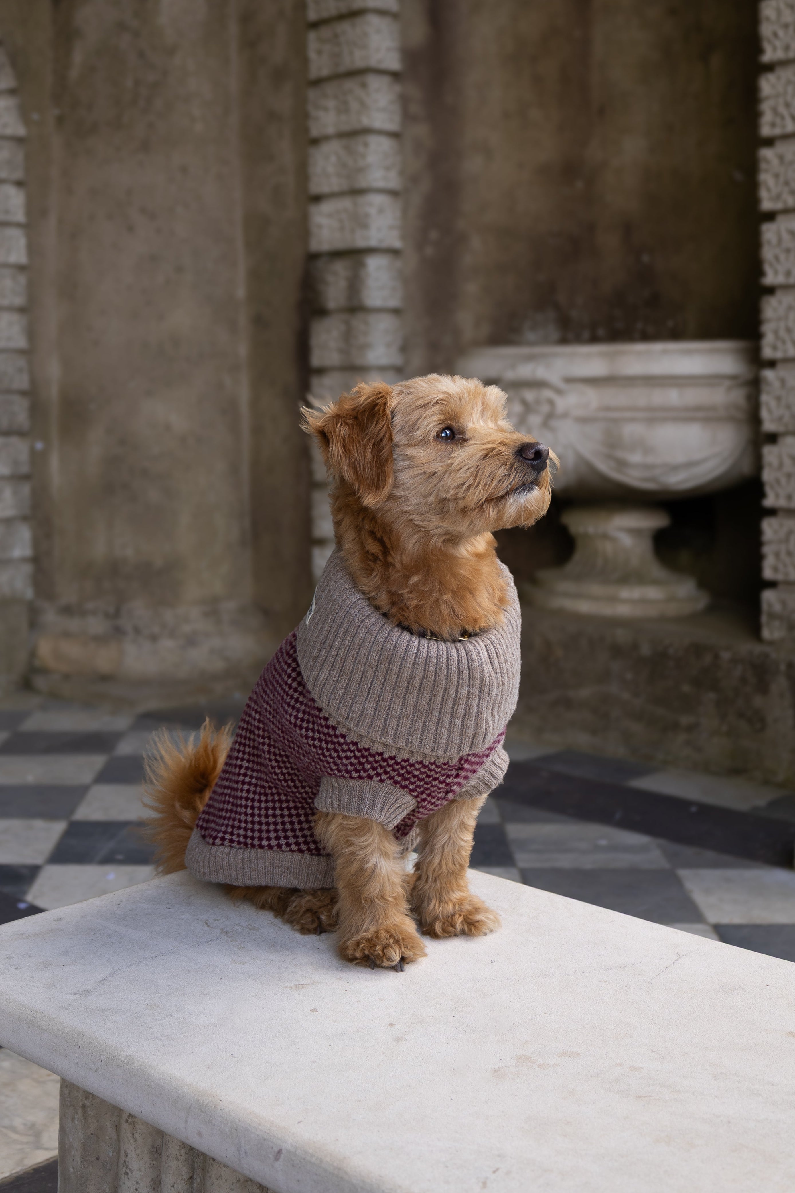 A small brown terrier dog wearing a beige knit sweater and a burgundy checkered tail warmer, sitting on a white marble bench in an ancient stone courtyard with arches and a black-and-white checkered floor.