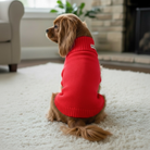 Dog wearing a red sweater sitting on a carpeted floor in a living room.
