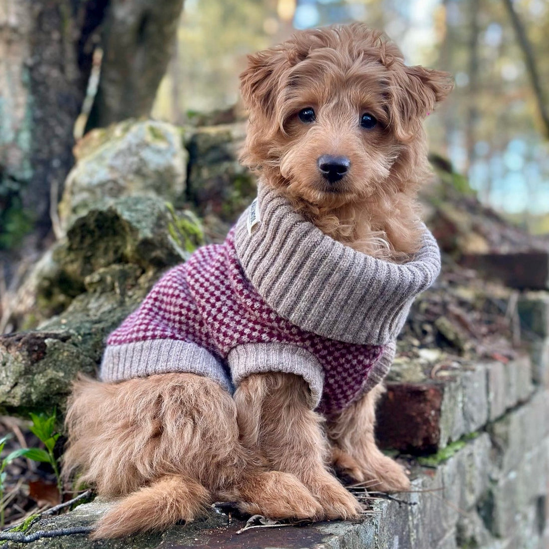 Puppy in a burgundy jumper
