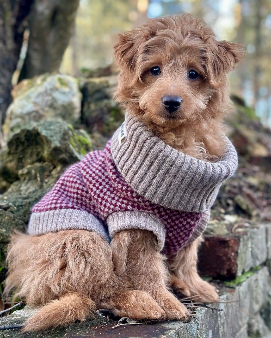 Puppy in a burgundy jumper