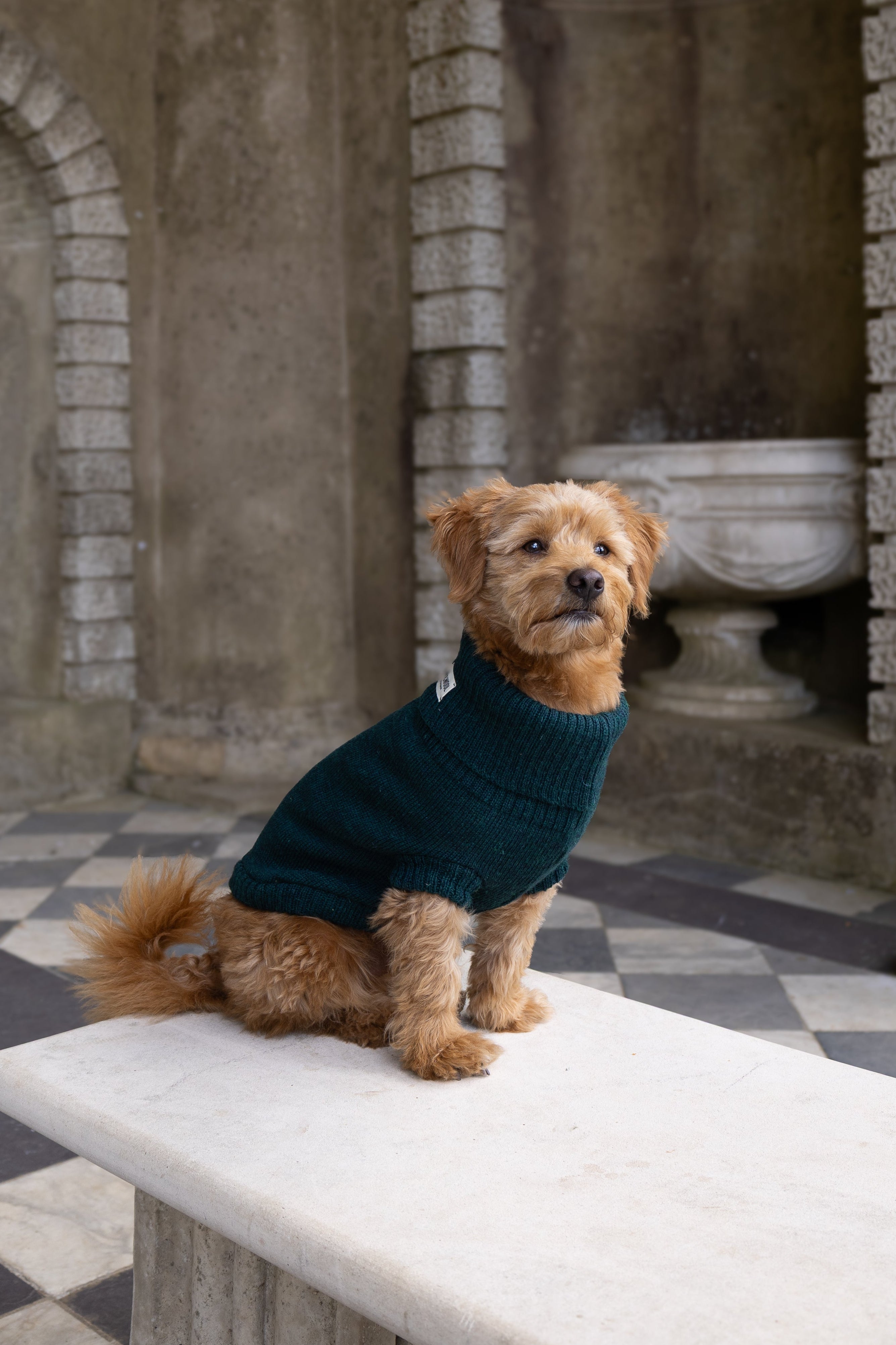 A small brown dog wearing a dark teal knit sweater sits on a white marble bench in a stone courtyard with arches and a black-and-white checkered floor.