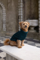 A small brown dog wearing a dark teal knit sweater sits on a white marble bench in a stone courtyard with arches and a black-and-white checkered floor.