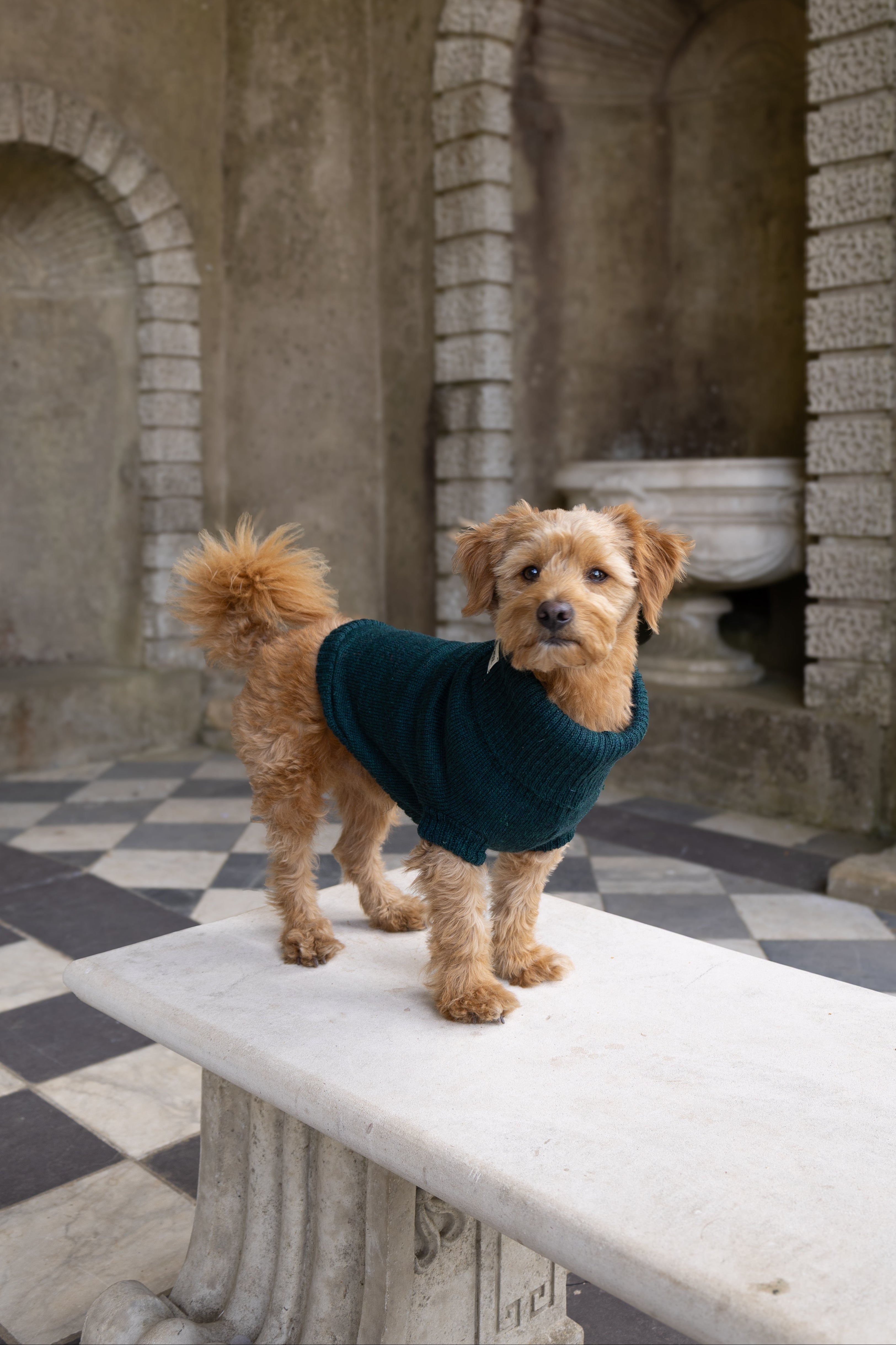 A small tan dog wearing a green knit sweater stands on a white stone bench in an outdoor stone courtyard with arches and a black-and-white checkered floor.