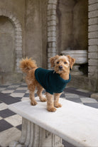 A small tan dog wearing a green knit sweater stands on a white stone bench in an outdoor stone courtyard with arches and a black-and-white checkered floor.