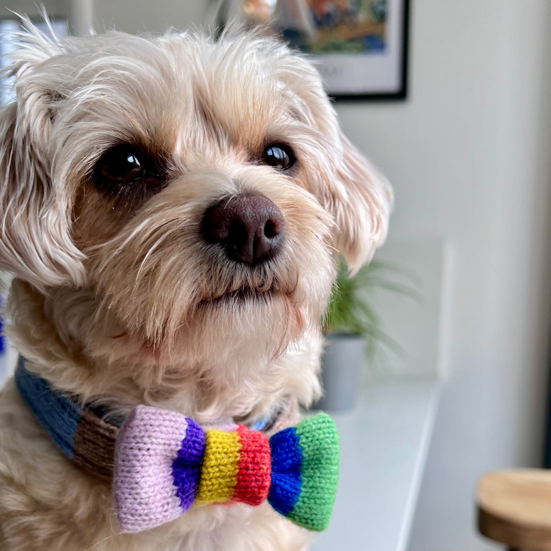Rainbow dog bow deals tie