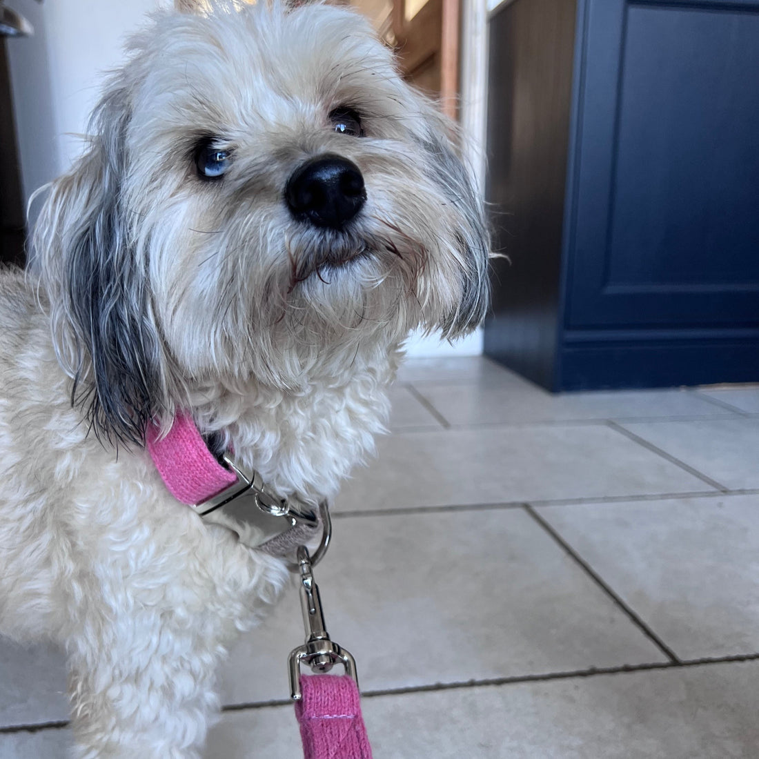 dog in a pink dog collar and lead set