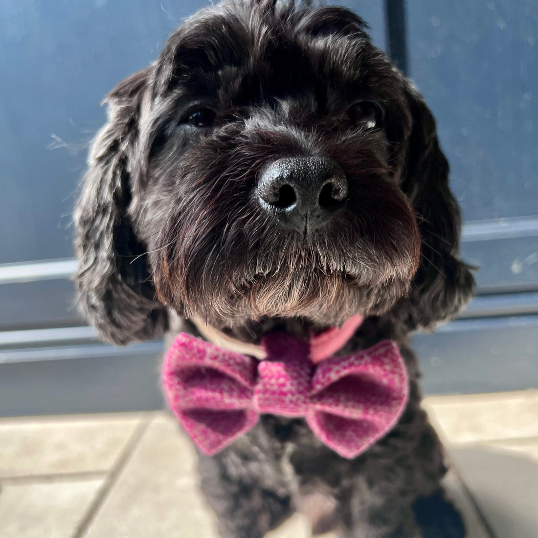 Raspberry Woven Dog Bow Tie on a black dog