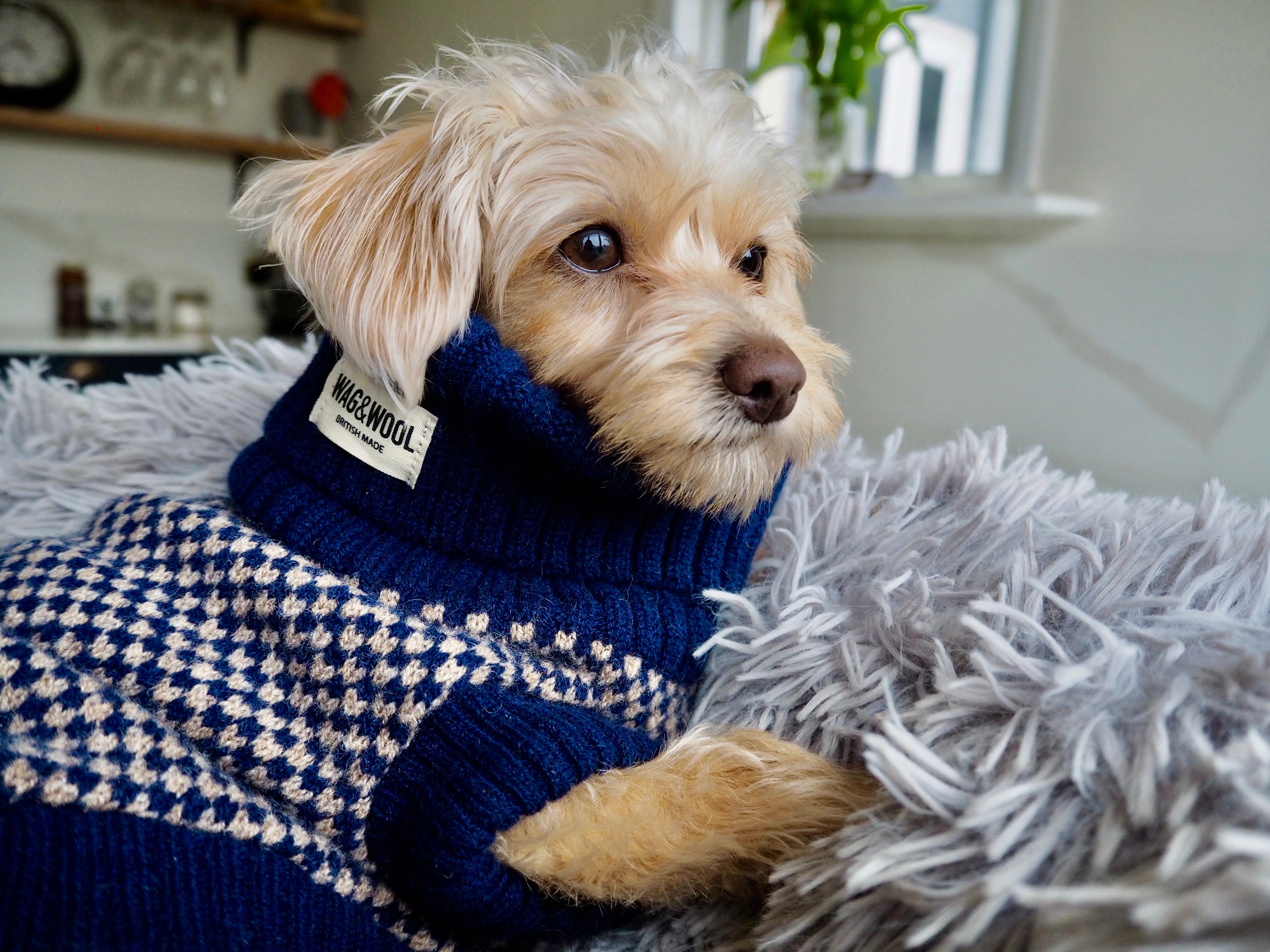 Dog Jumpers UK