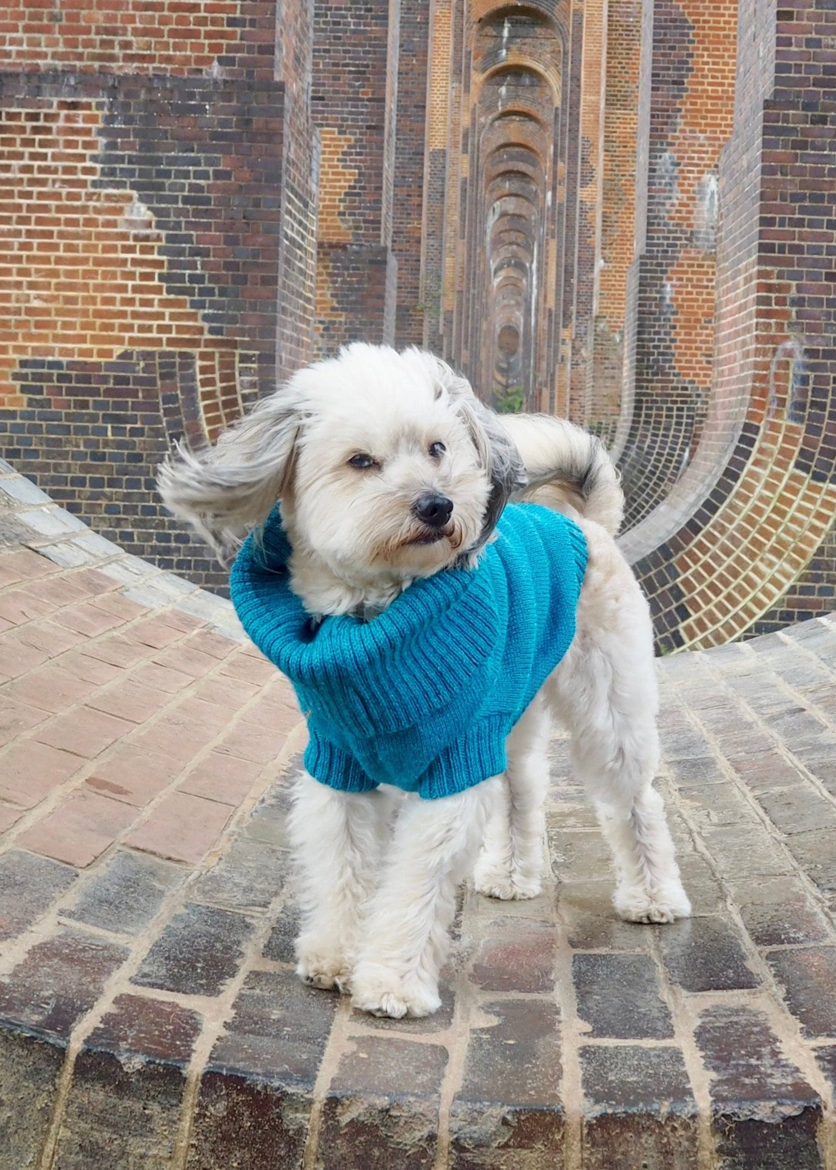 cerulean blue knitted dog jumper