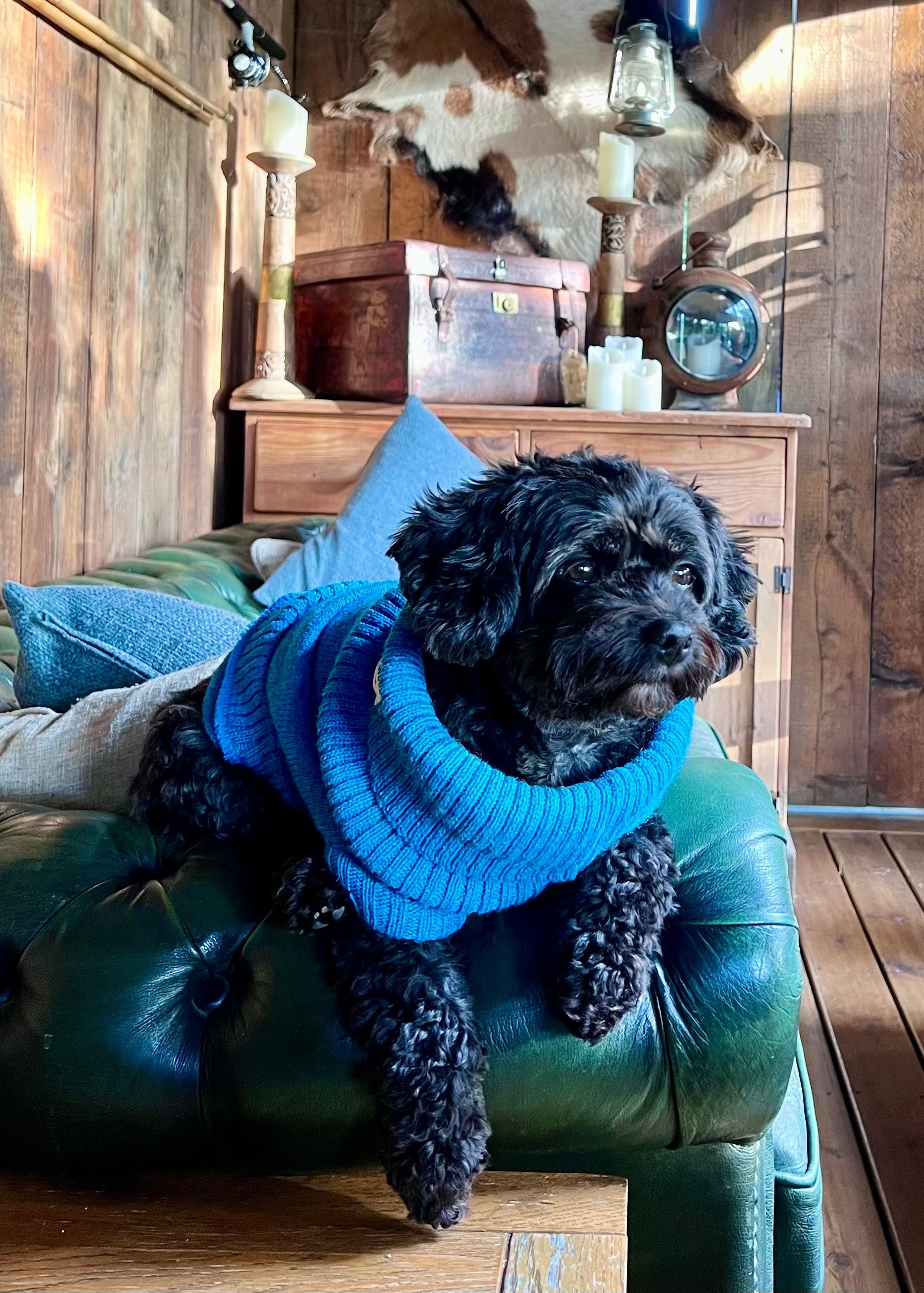 Cavapoo in a knitted jumper