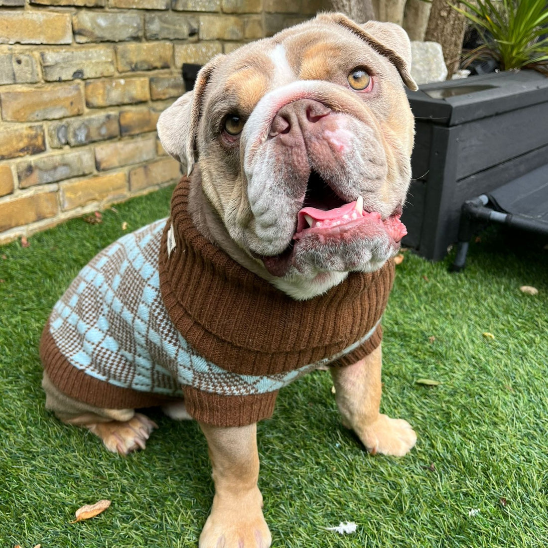 Turquoise And Brown Dog Jumper