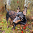Dog wearing a sweater in an outdoor setting with grass and leaves.