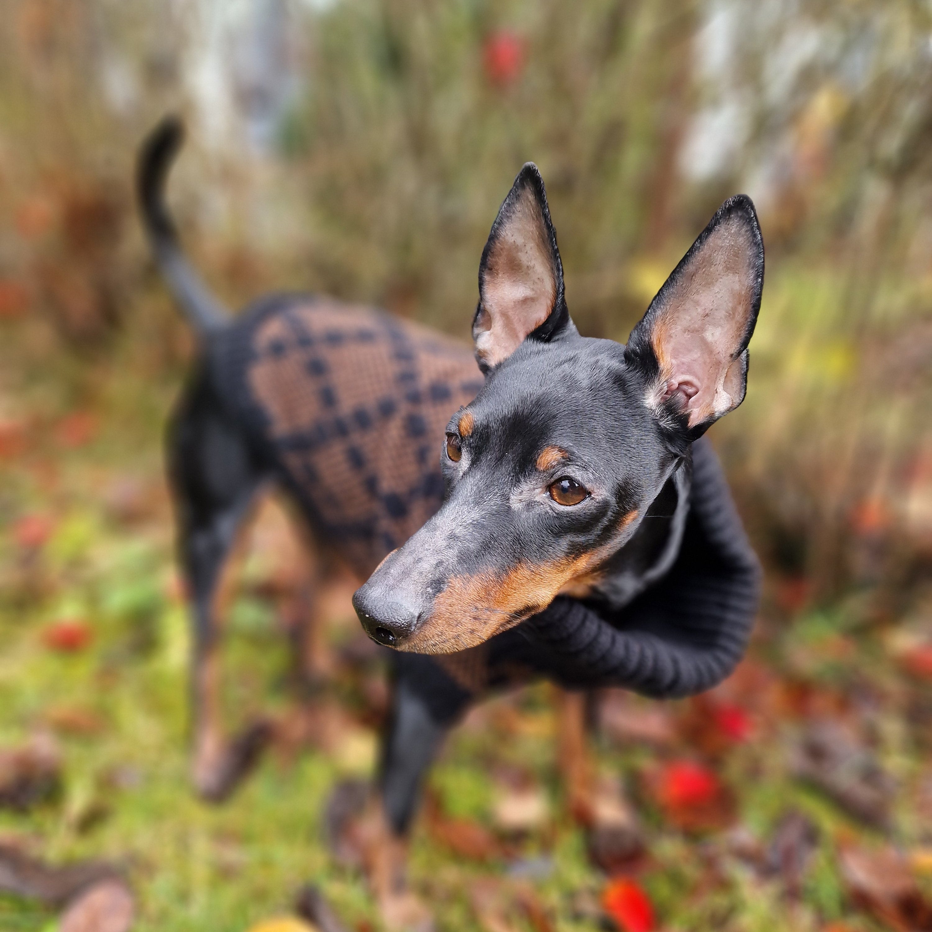 Dog wearing a sweater in an outdoor setting with grass and leaves.