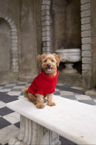 A small brown dog wearing a bright red knit sweater sits on a white stone bench in an arched stone courtyard with a black-and-white checkered floor.
