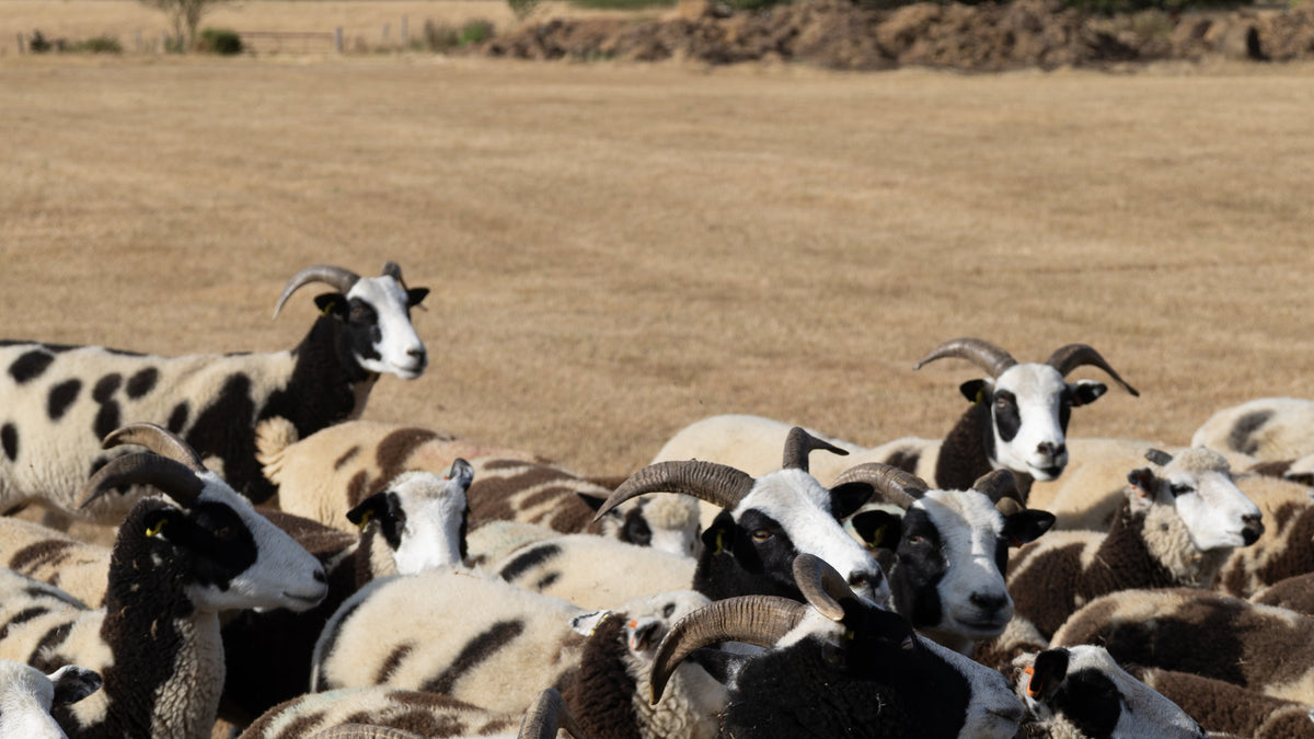 A large flock of black-and-white spotted sheep gathered in an open field, with dry tan grass and trees in the background.