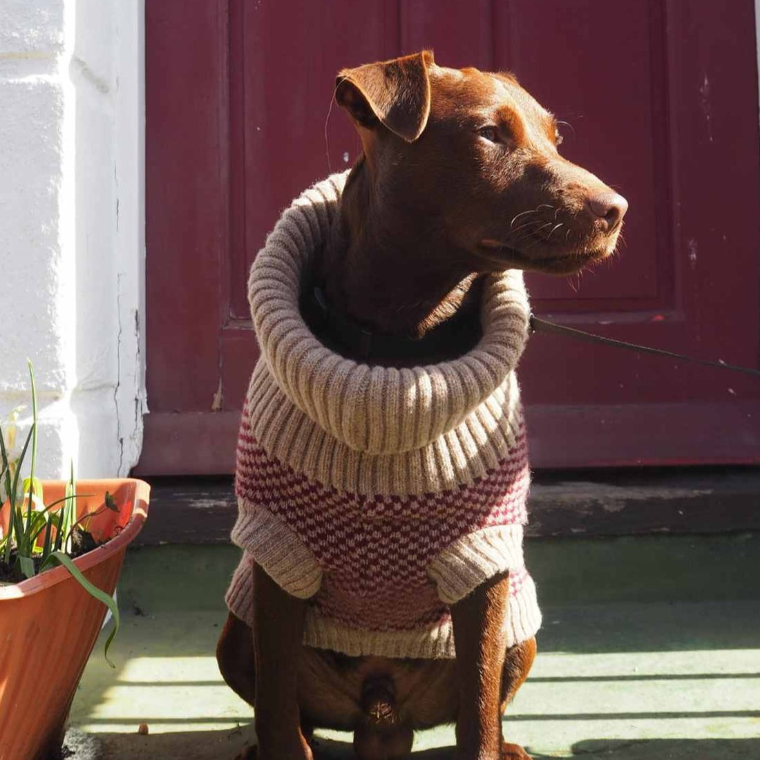 Burgundy Dog Jumper and Matching Scarf