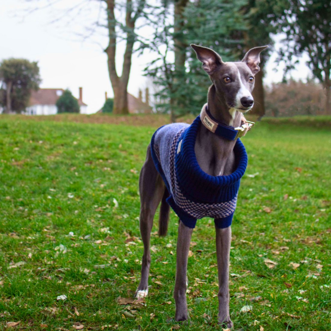 Navy Dog Jumper In Pure Wool Sustainable British Made WAG WOOL